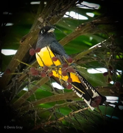 Gartered Trogon, Belize Botanic Garden, Western Belize