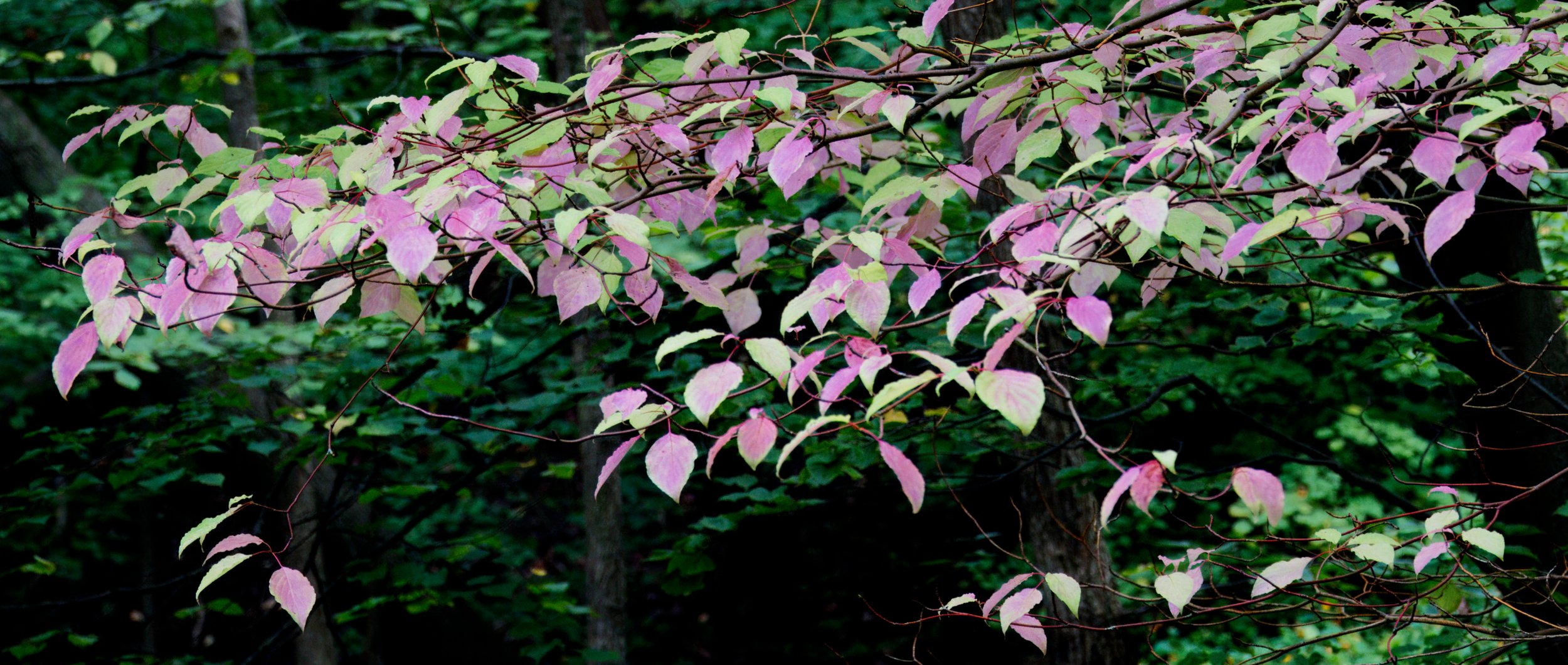 Ravine Sept 16 2026DSC09286.jpg