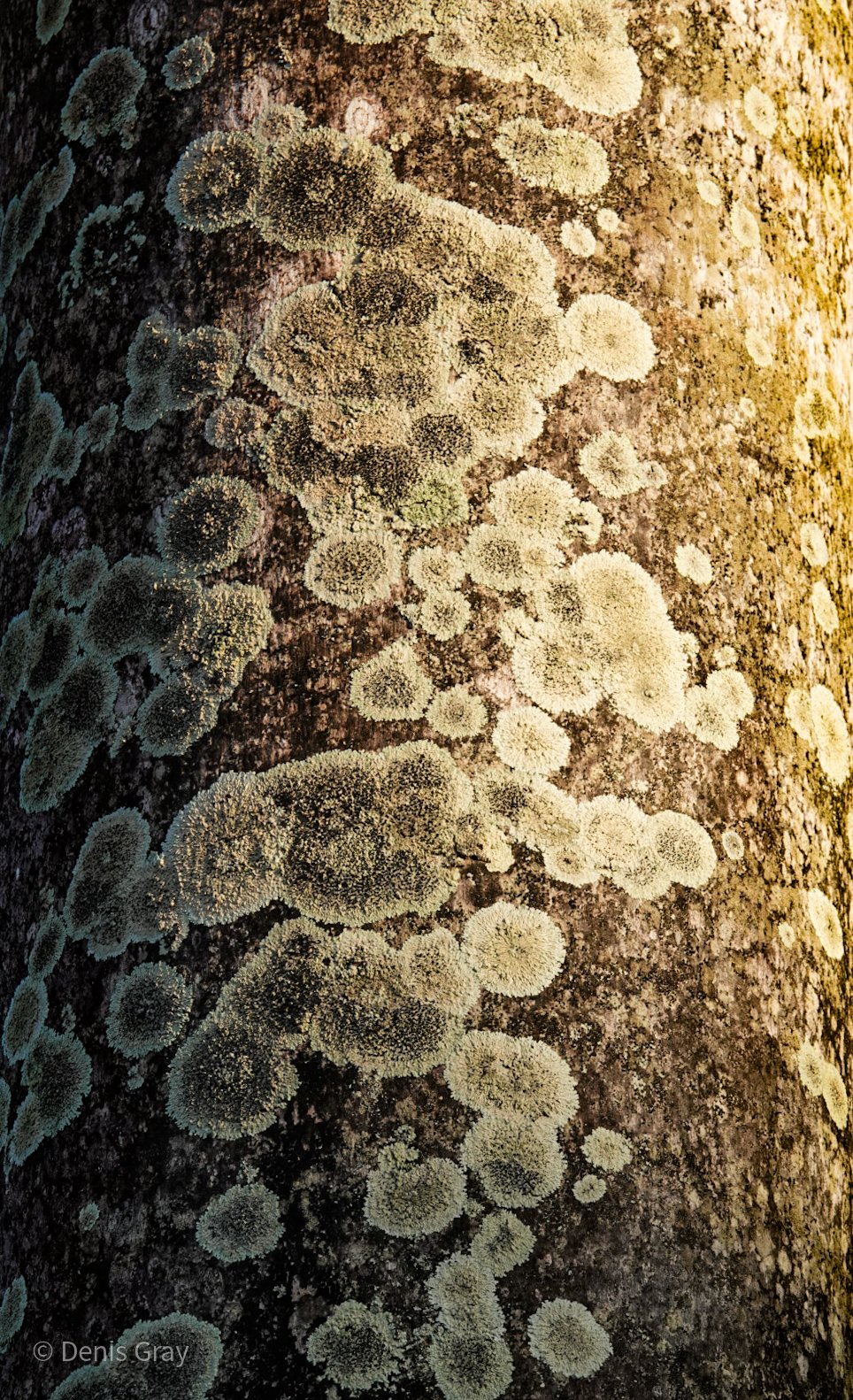 Lichen in the jungle, Belize