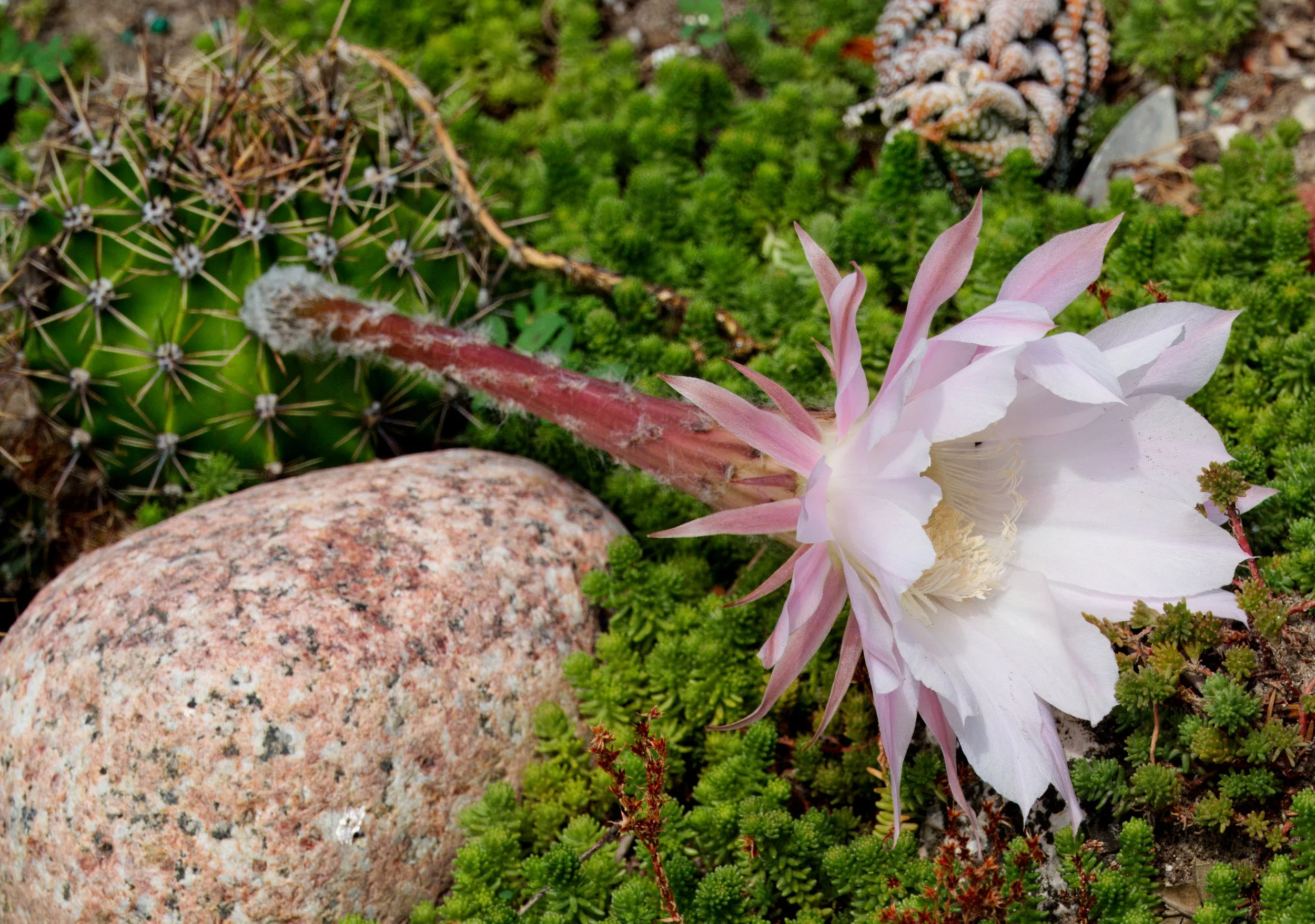 A Queen of the Night Cactus at the Toronto Botanic Gardens