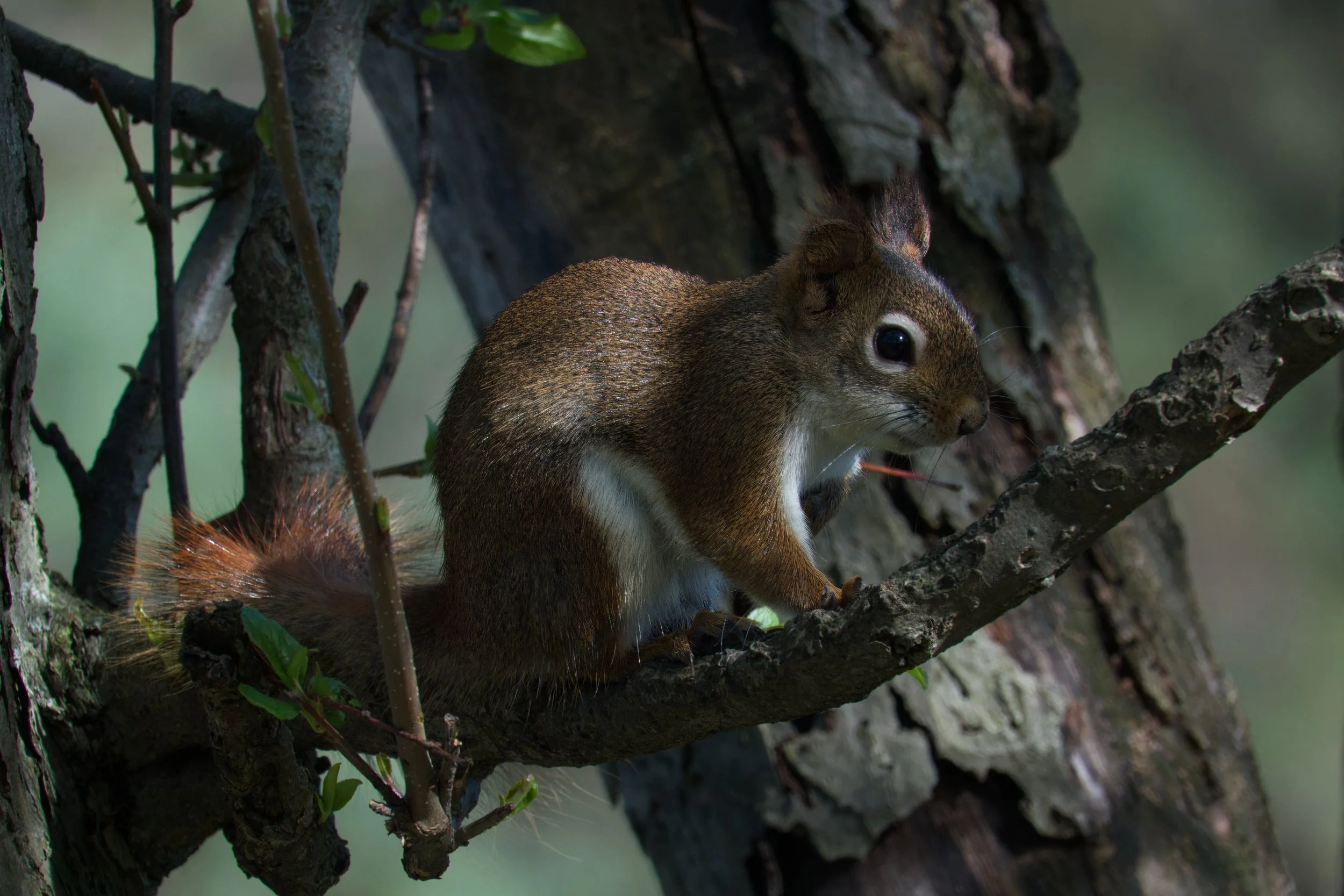 American Red Squirrel