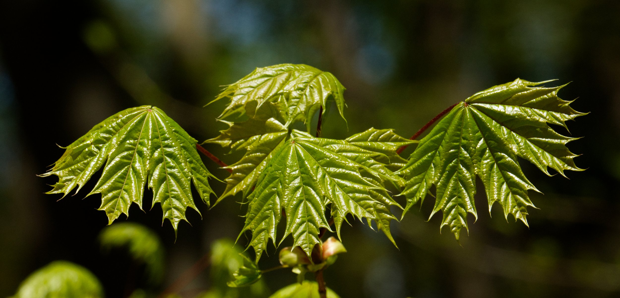 Norway Maple