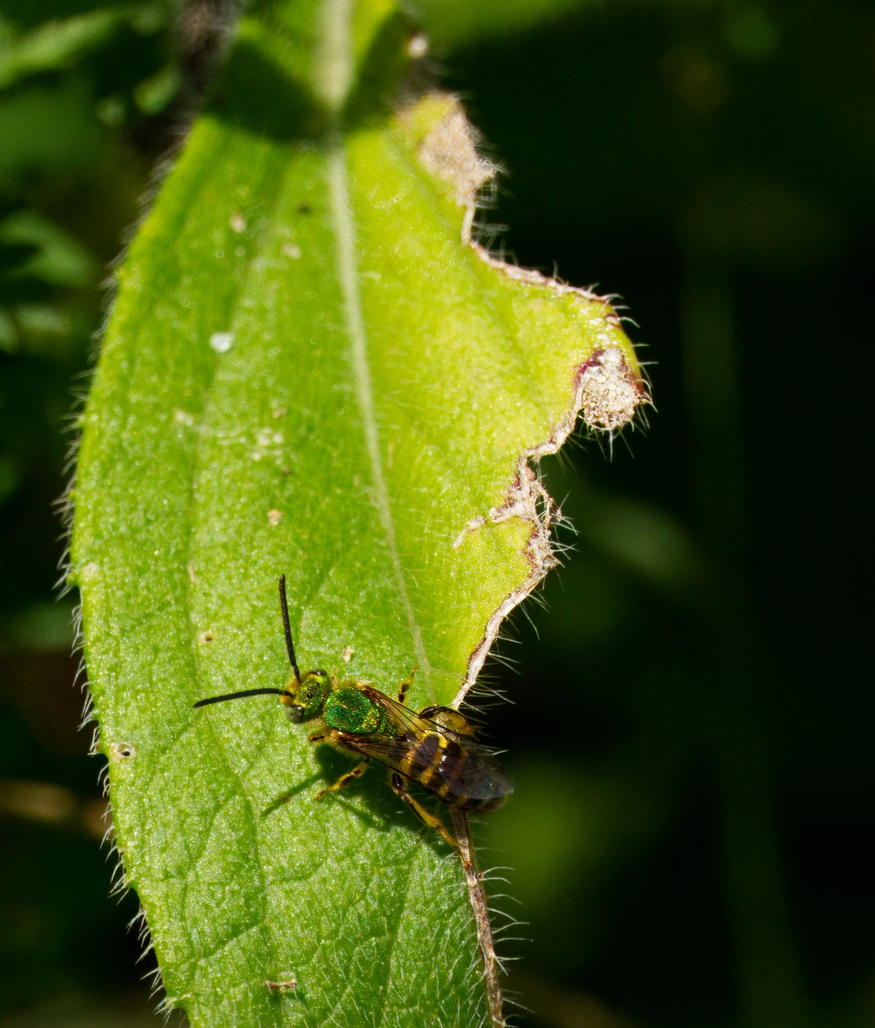 a male Striped Sweat Bee in the Ravine