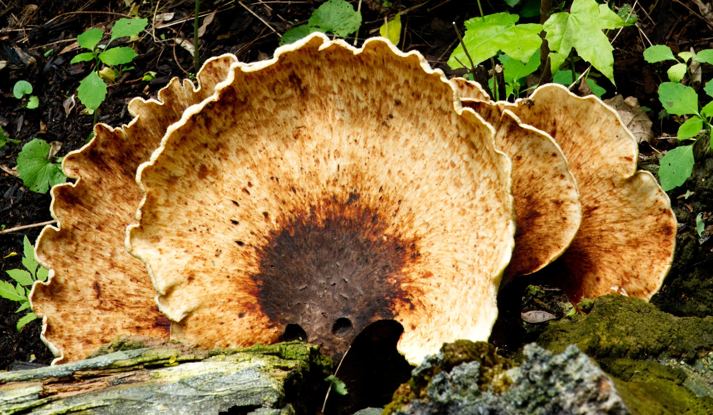 Dryad's Saddle  Fungus