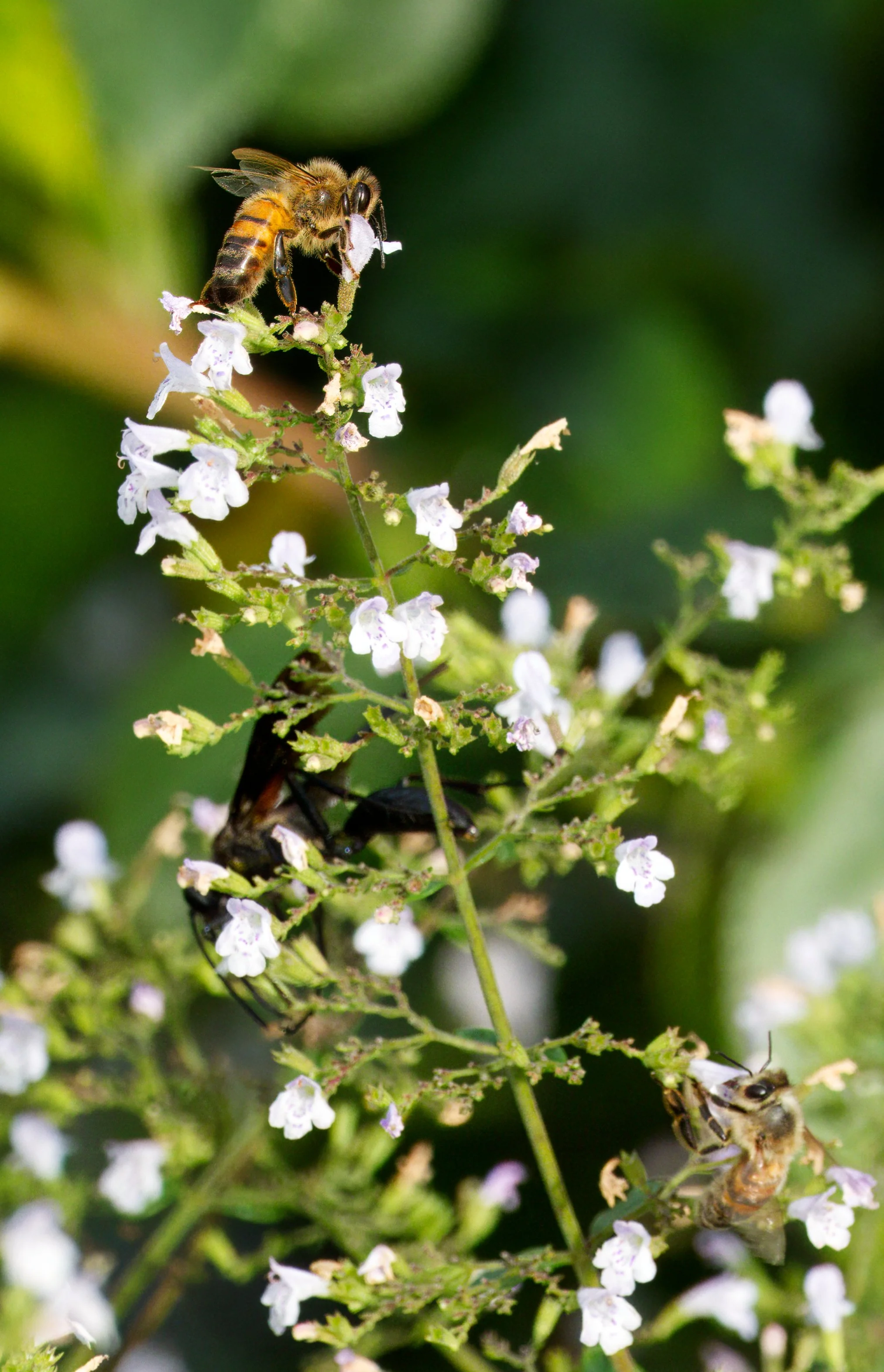 Ravine Sept 16 2026 DSC09601.jpg