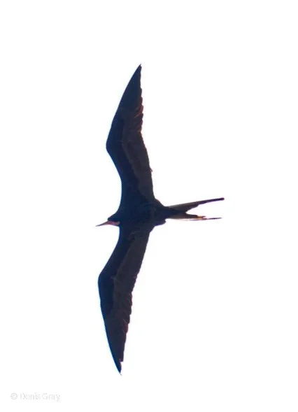 Magnificent Frigate Bird, Hopkins, Belize