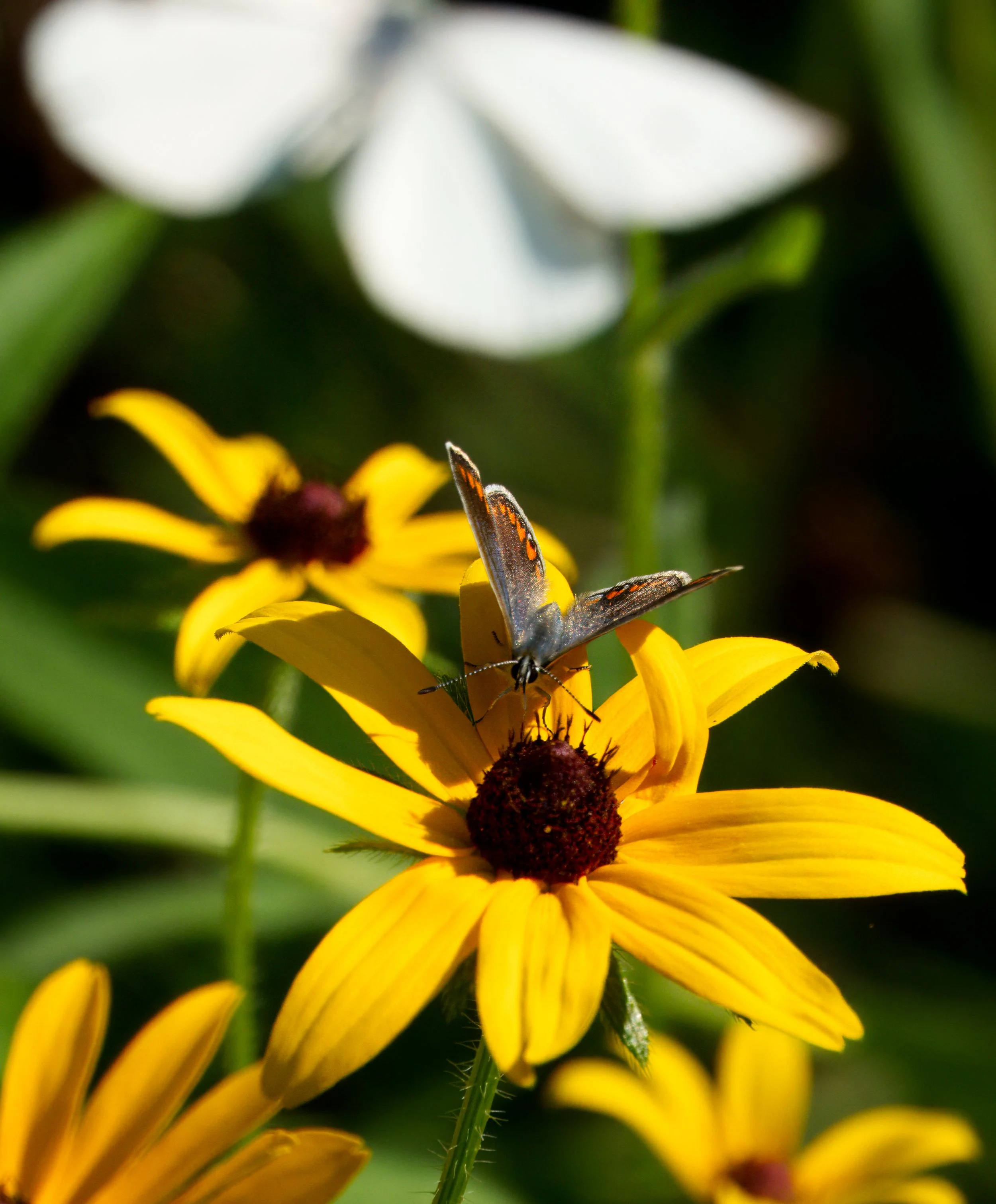 Brown Argus Butterfly with a Cabbage White Butterfly in the background