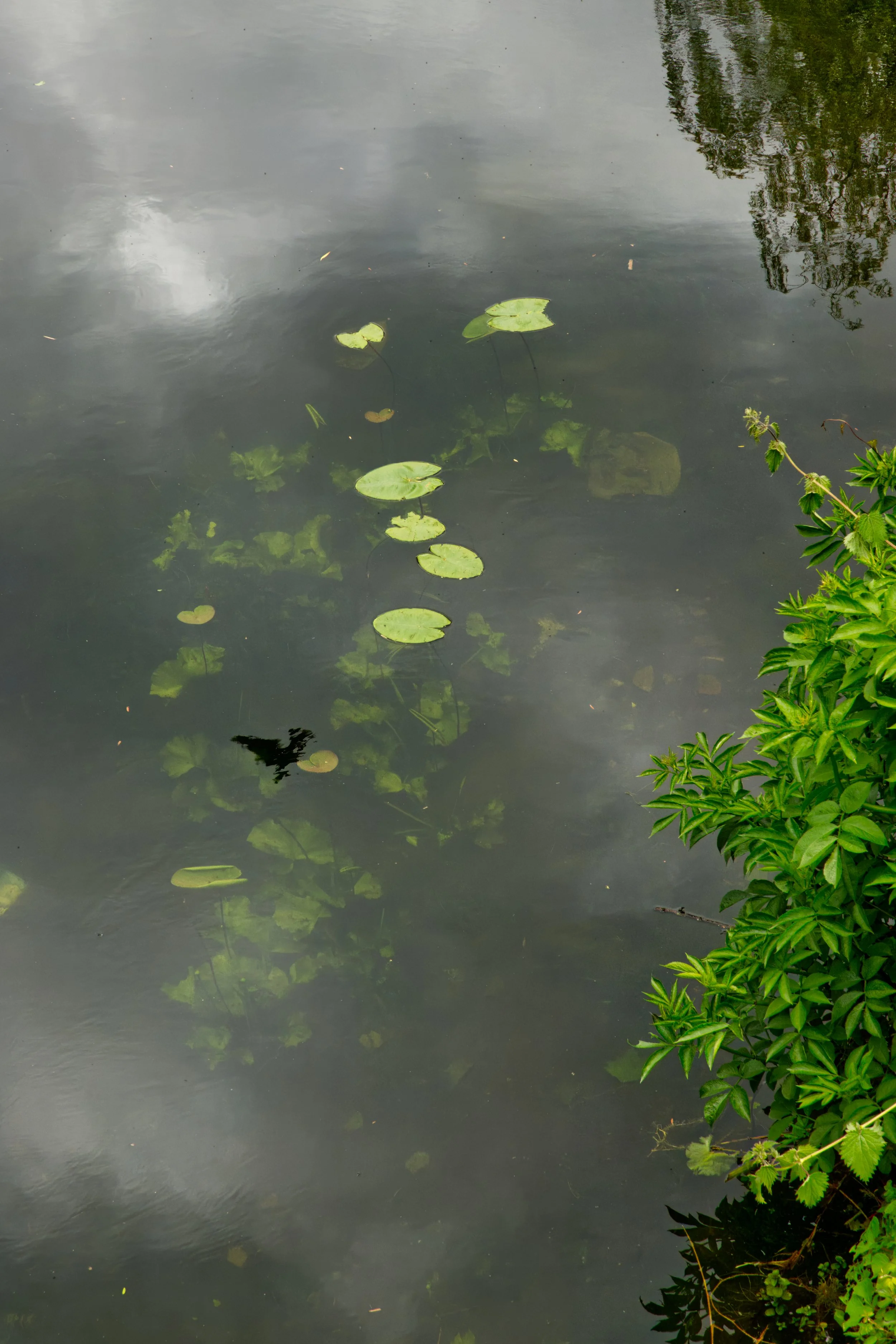 A jackdaw reflected in the Grand Canal, Baggot Street Bridge, Dublin