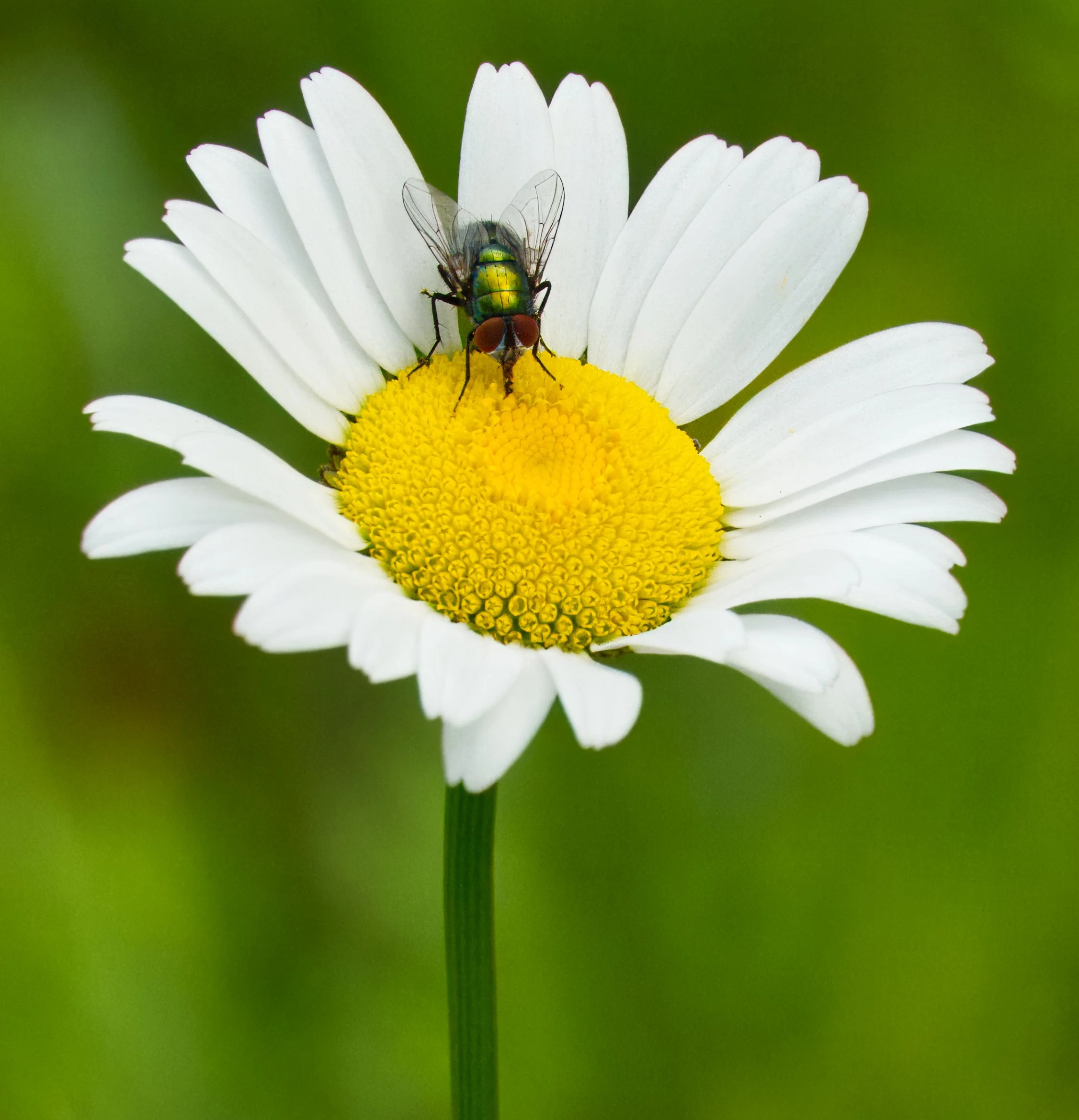 Common Green Bottle Fly 