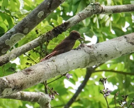 Tawny-winged Woodcreeper, Western Belize