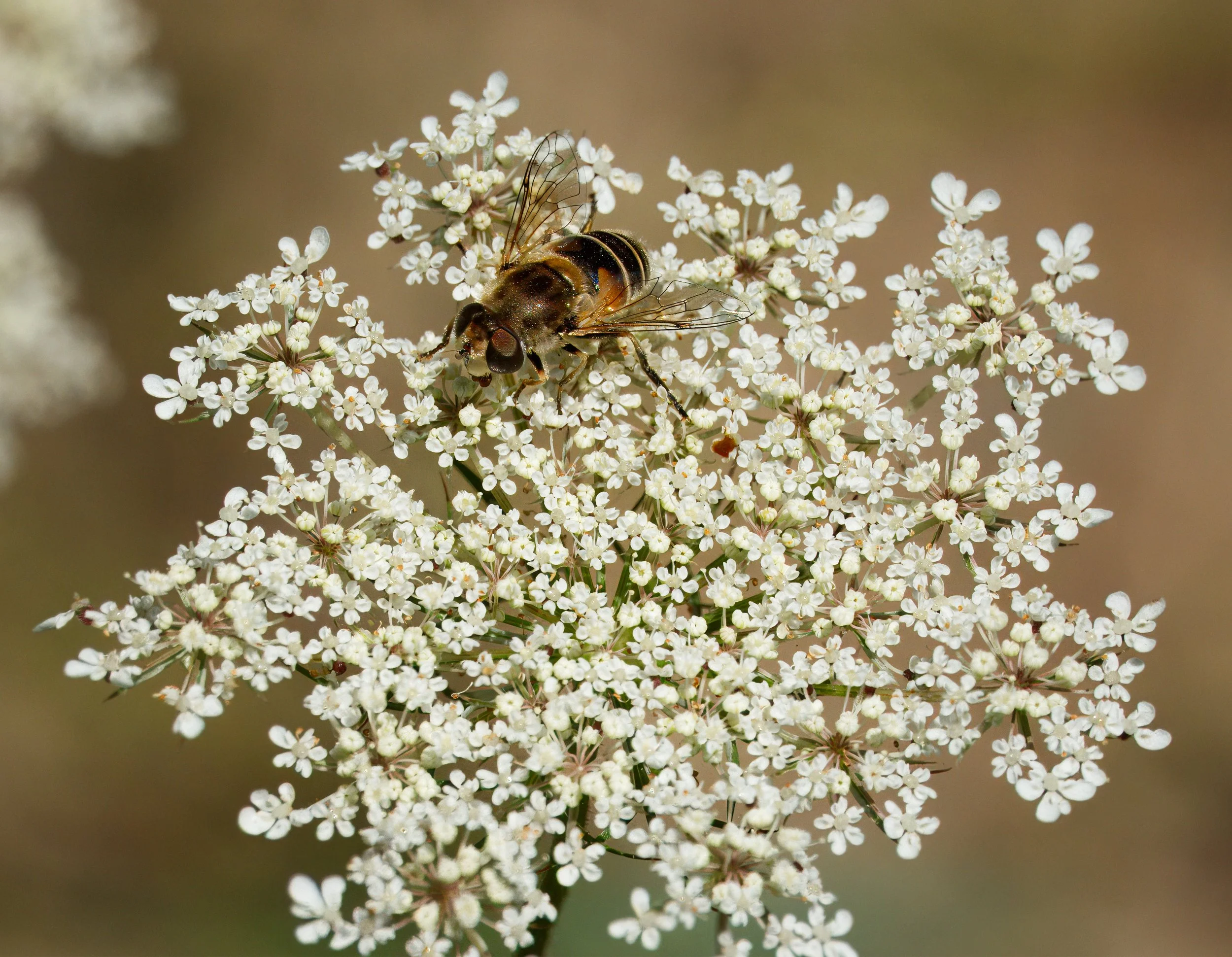 A Drone Fly, a Hoverfly that mimics bees (Note only two wings as opposed to the Bee's four)