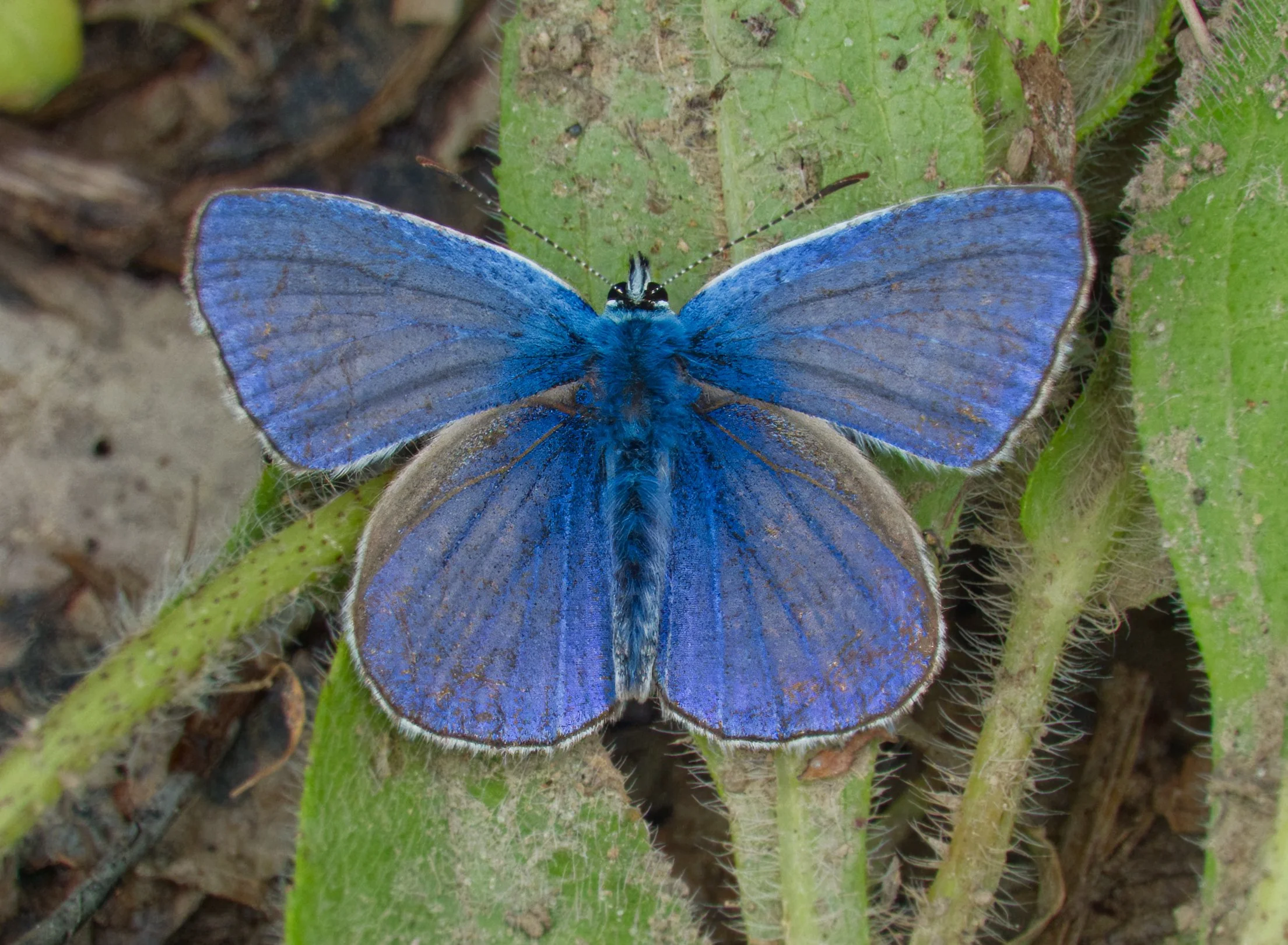 Common Blue Butterfly