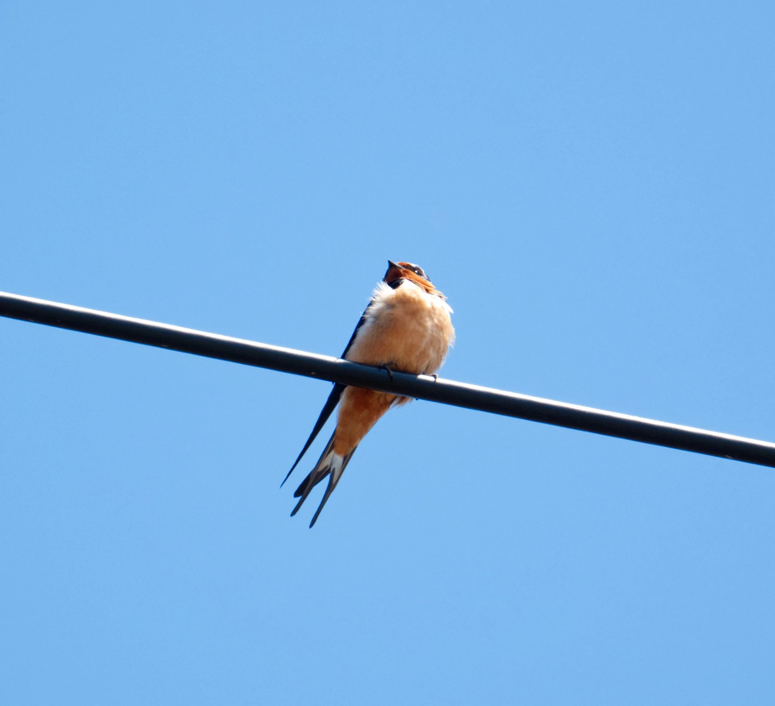 Barn Swallow