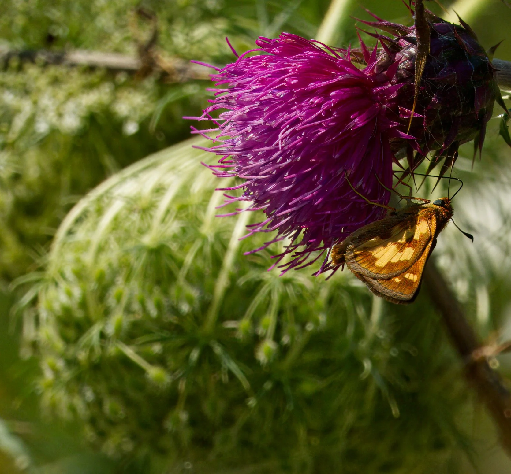 A Hobomok Skipper Butterfly on a thistle flower
