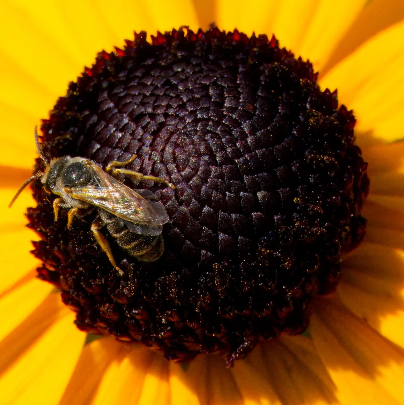 A Ligated Sweat Bee