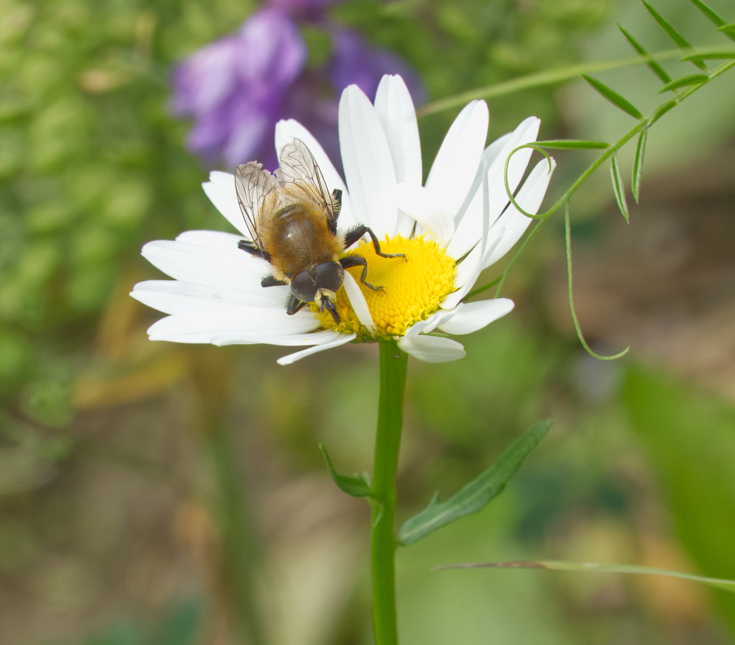 Narcissus Bulb Fly