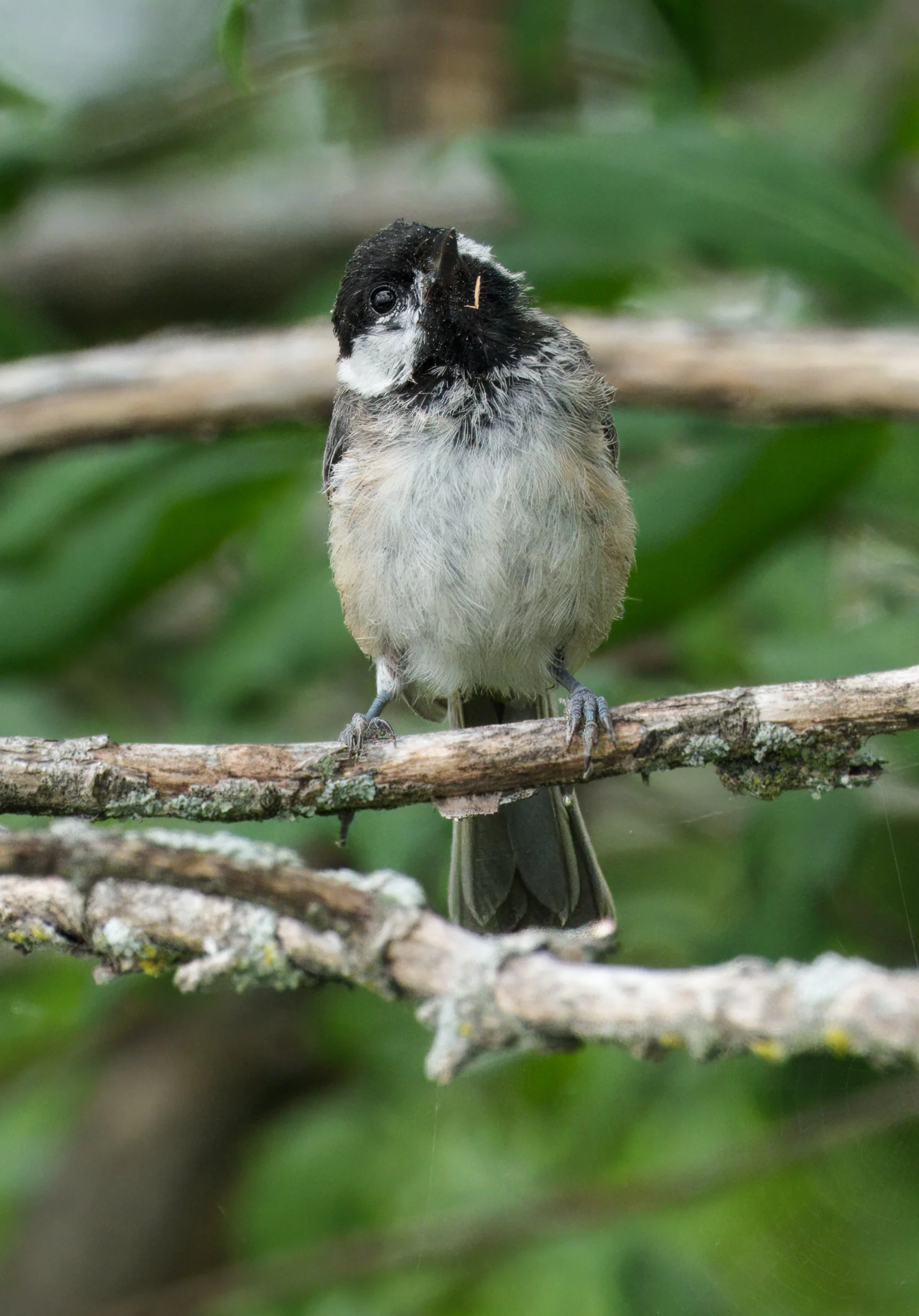 Black-capped Chickadee (needs a cleanup on his chin)
