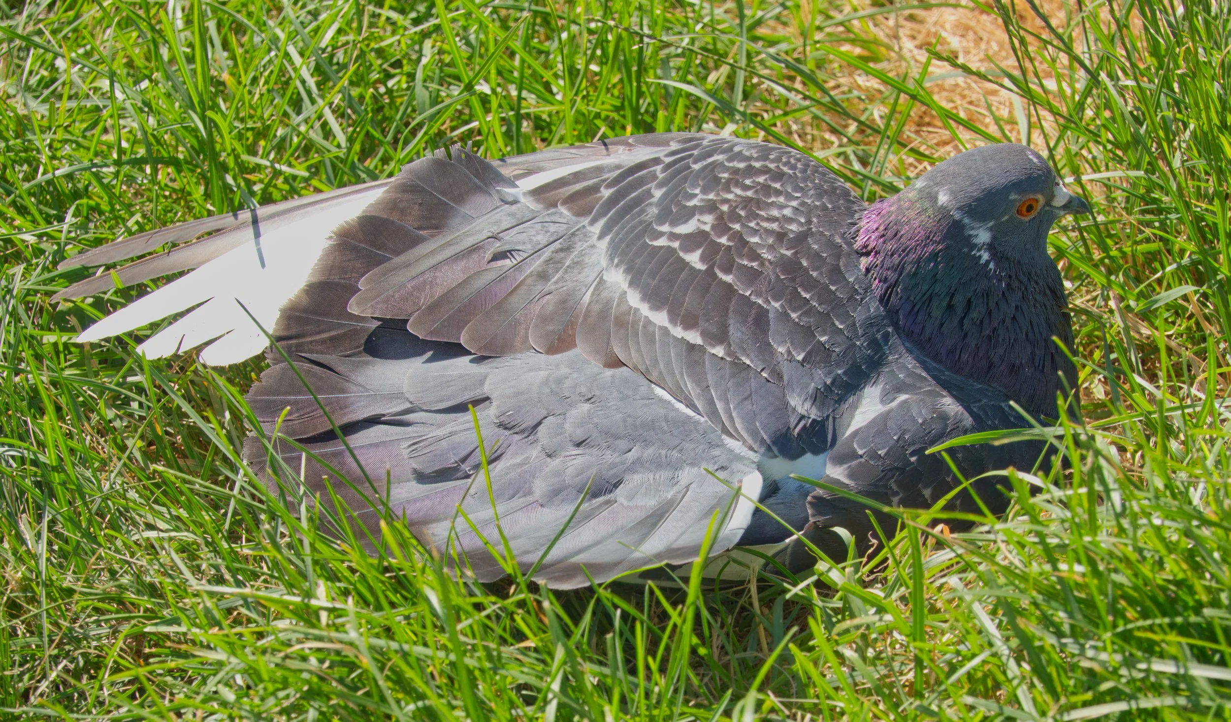 A pigeon sunbathing, Waterfront, Toronto