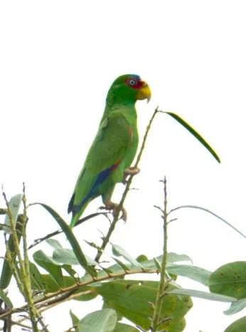 White-fronted Amazon, Western Belize