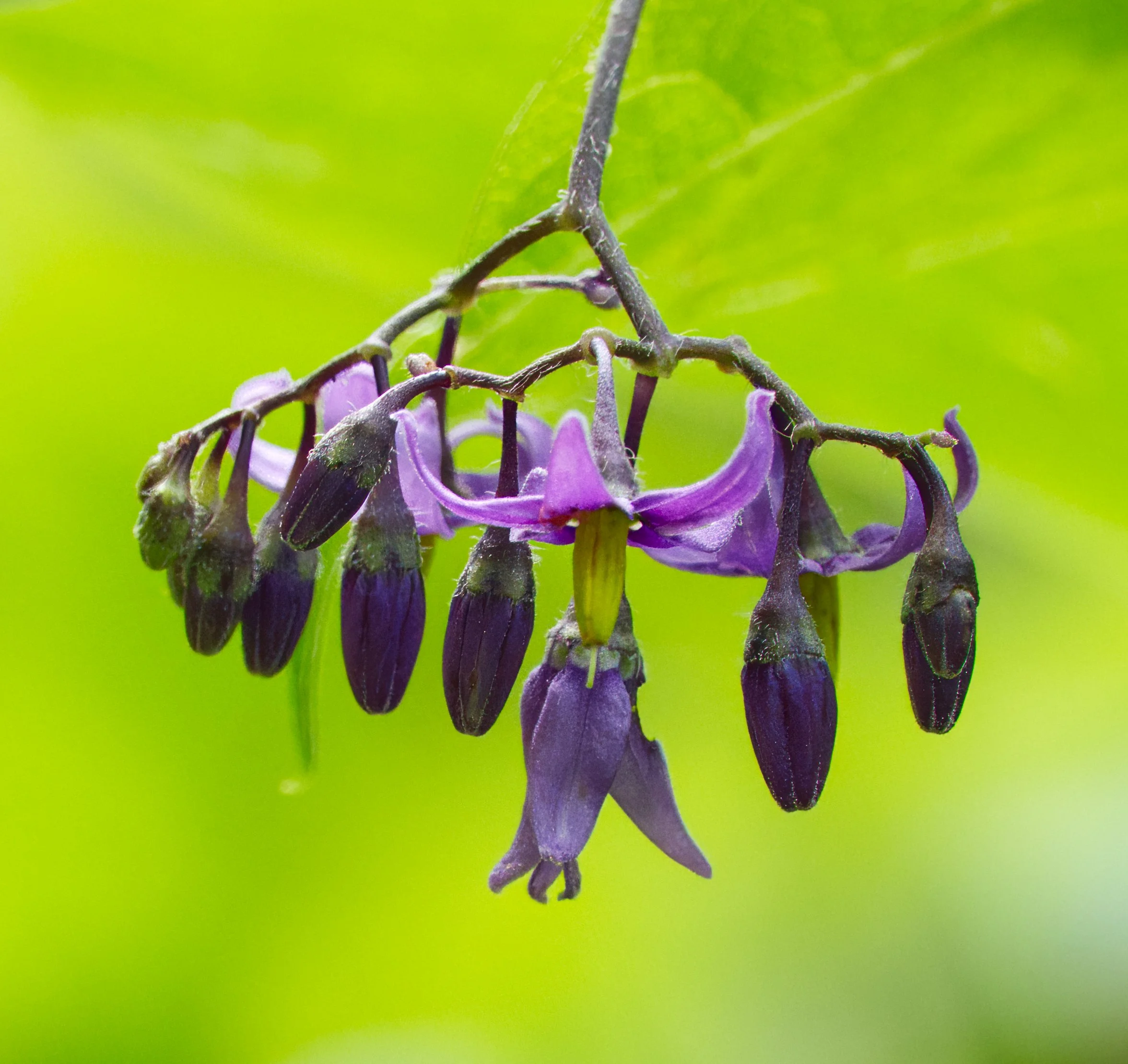 Bittersweet Nightshade