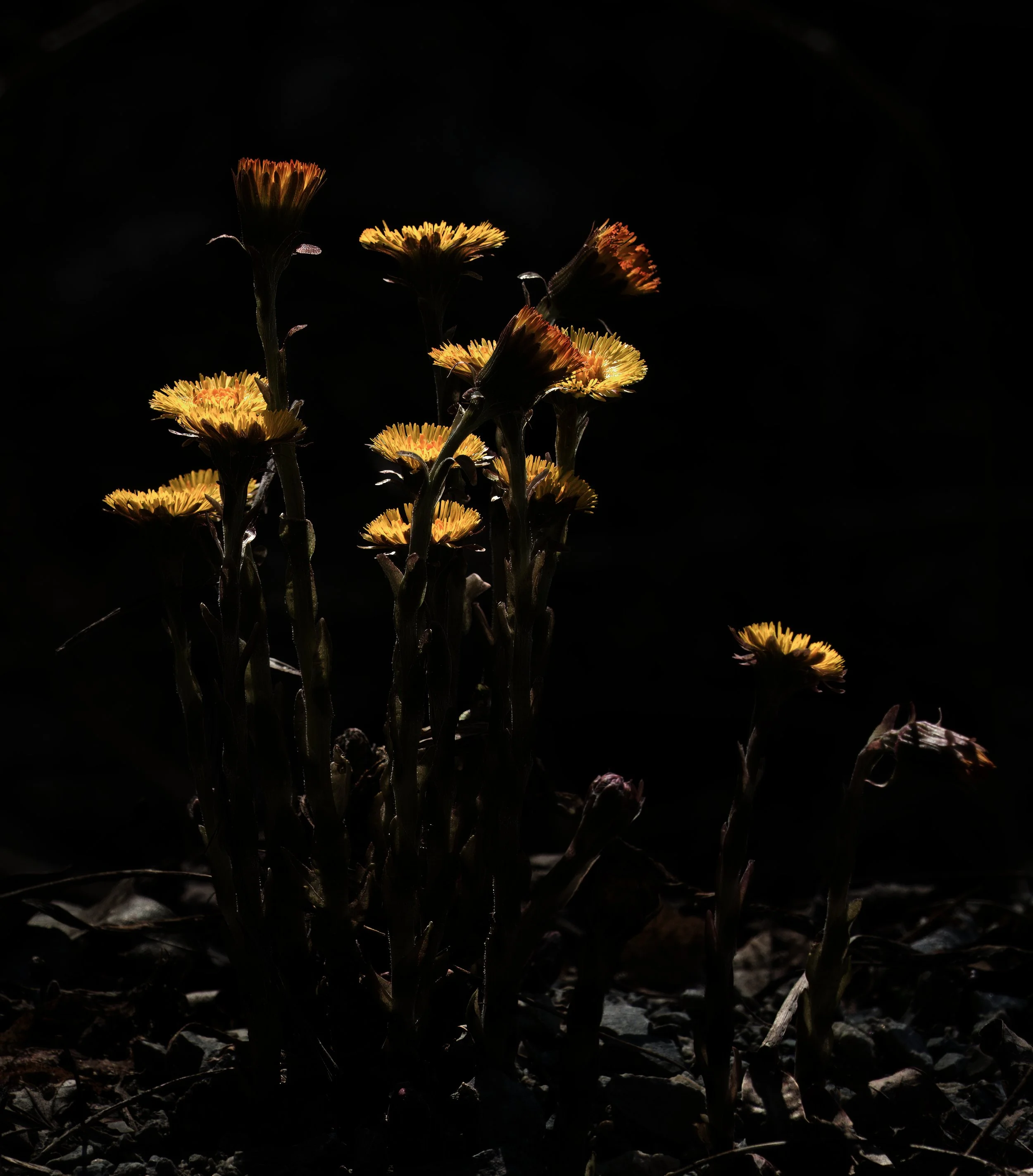 Colt's Foot, Yellow Creek Ravine, Toronto