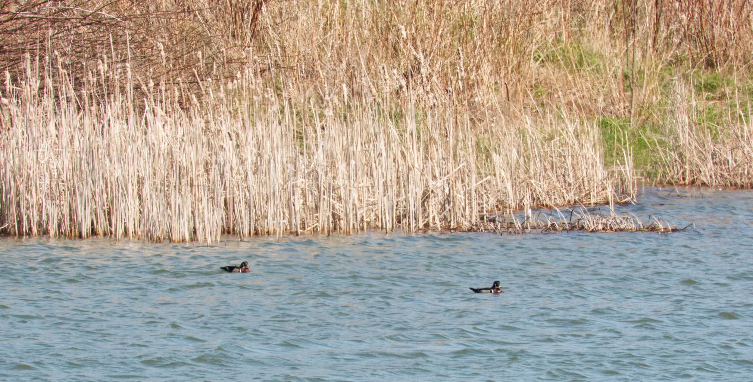 Wood Ducks, Tommy Thompson Park, Toronto