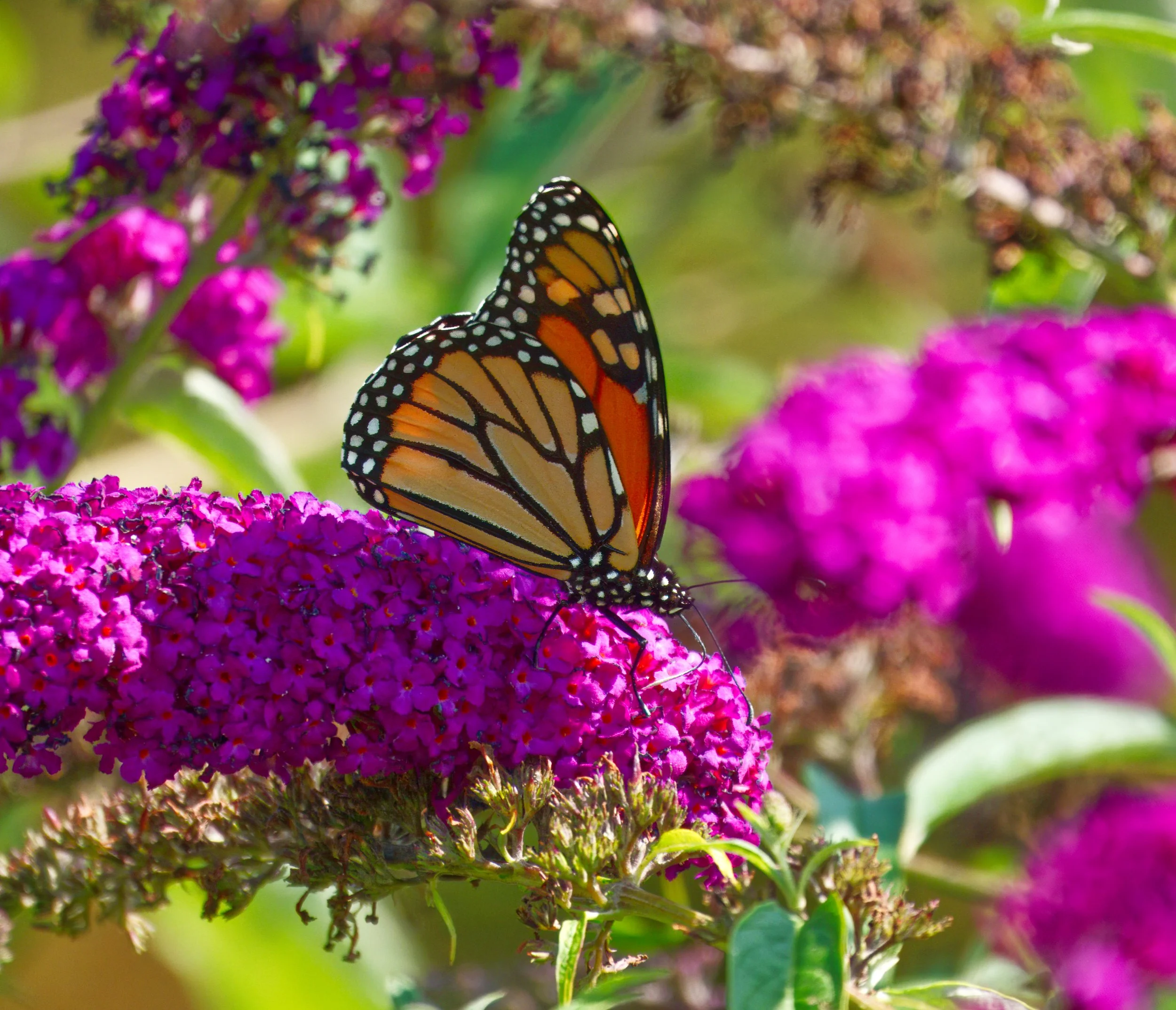 Monarch