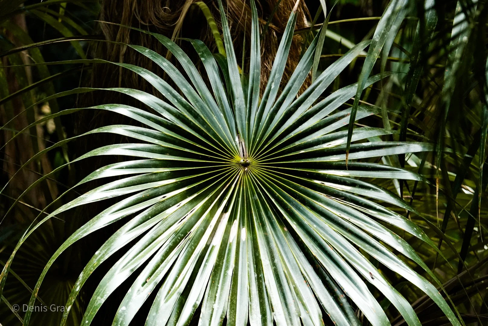Barbados Silver Palm, Western Belize