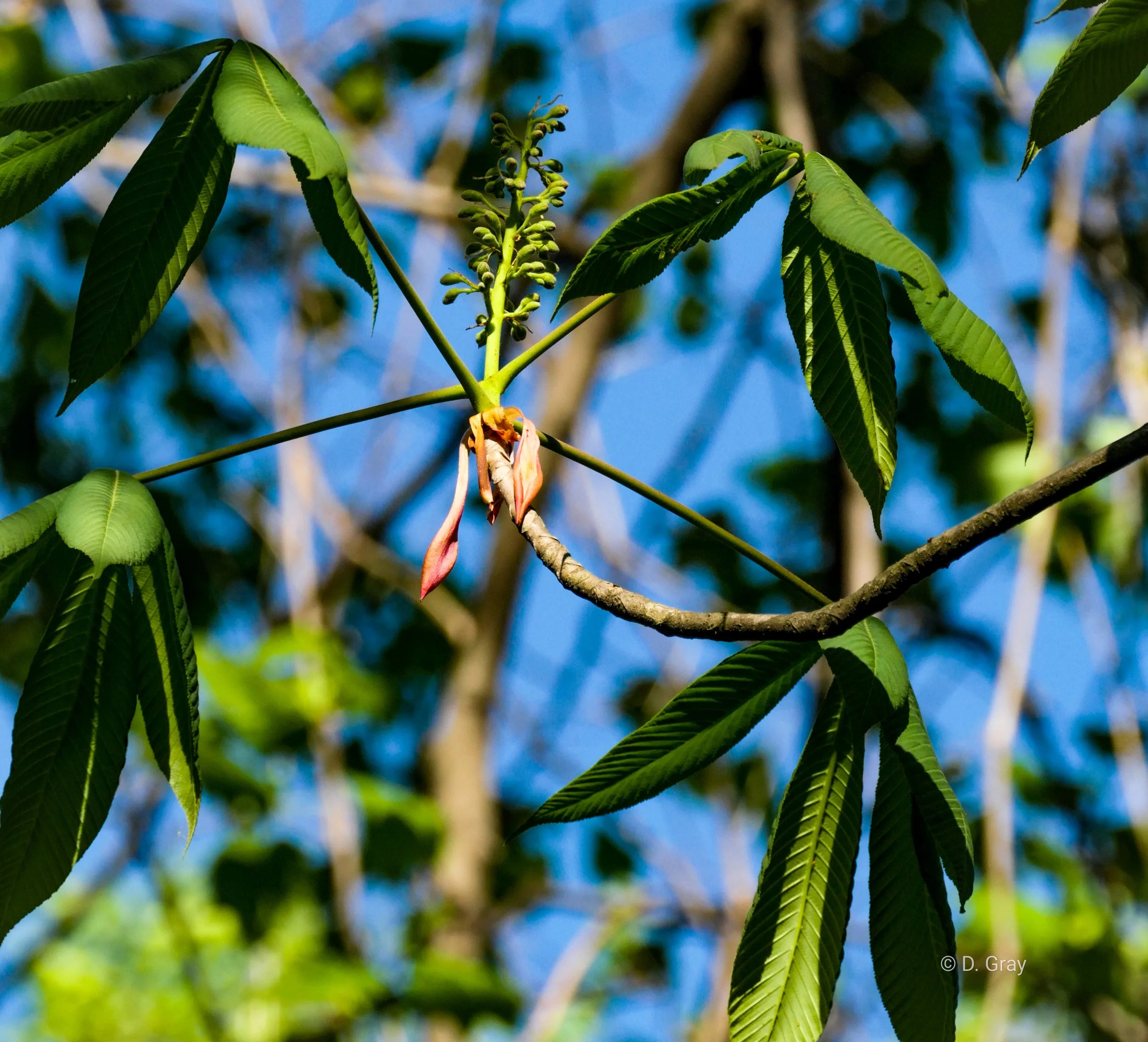 Red Buckeye