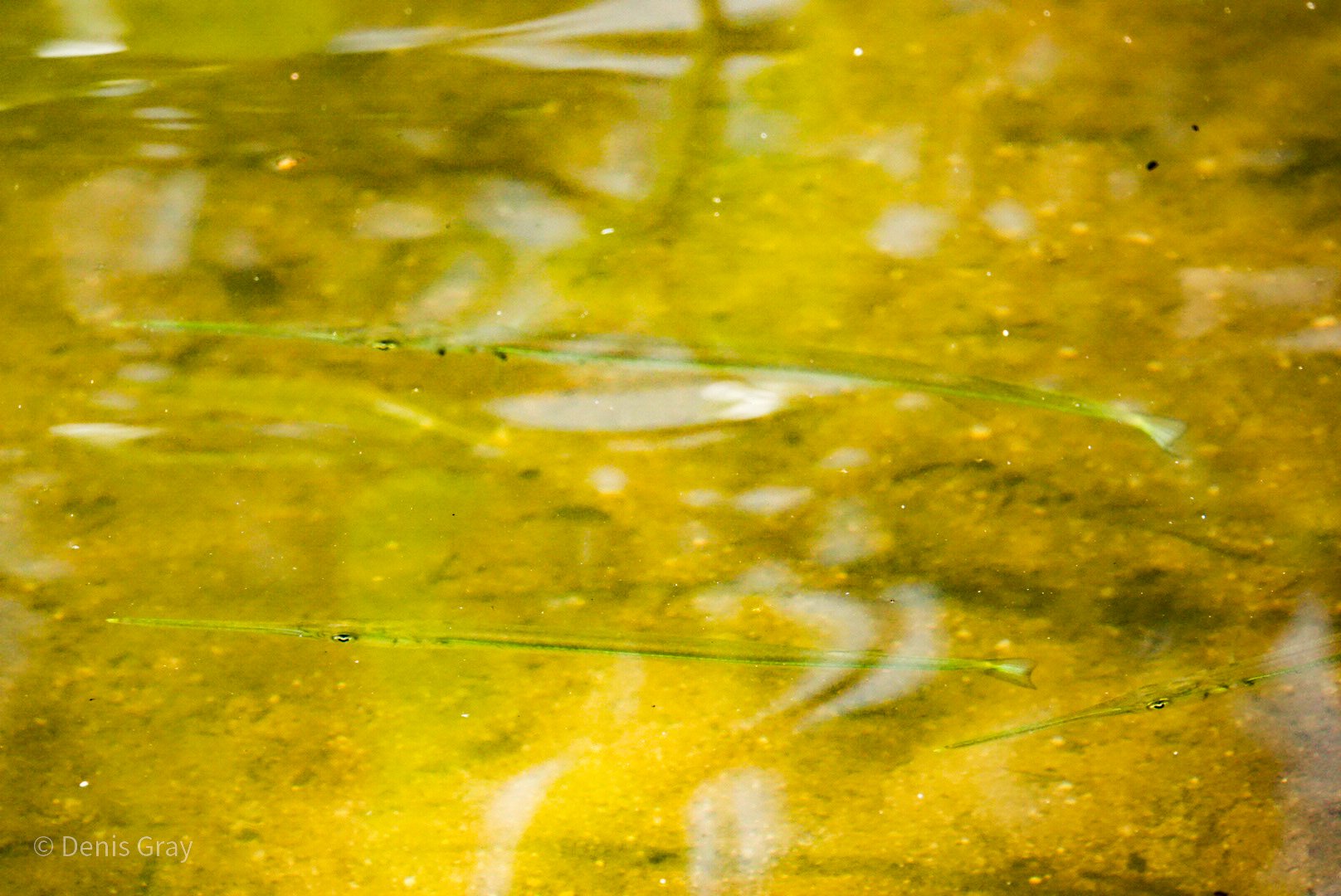Needle-tail Fish, Mangrove Lagoon, Hopkins, Belize