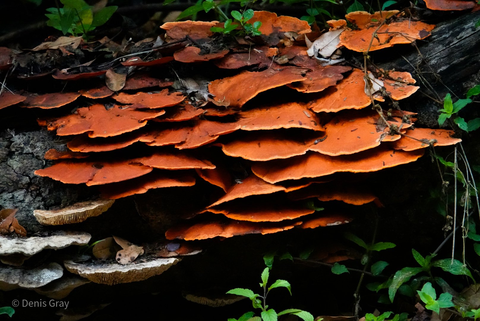 Chicken of the Woods, Western Belize