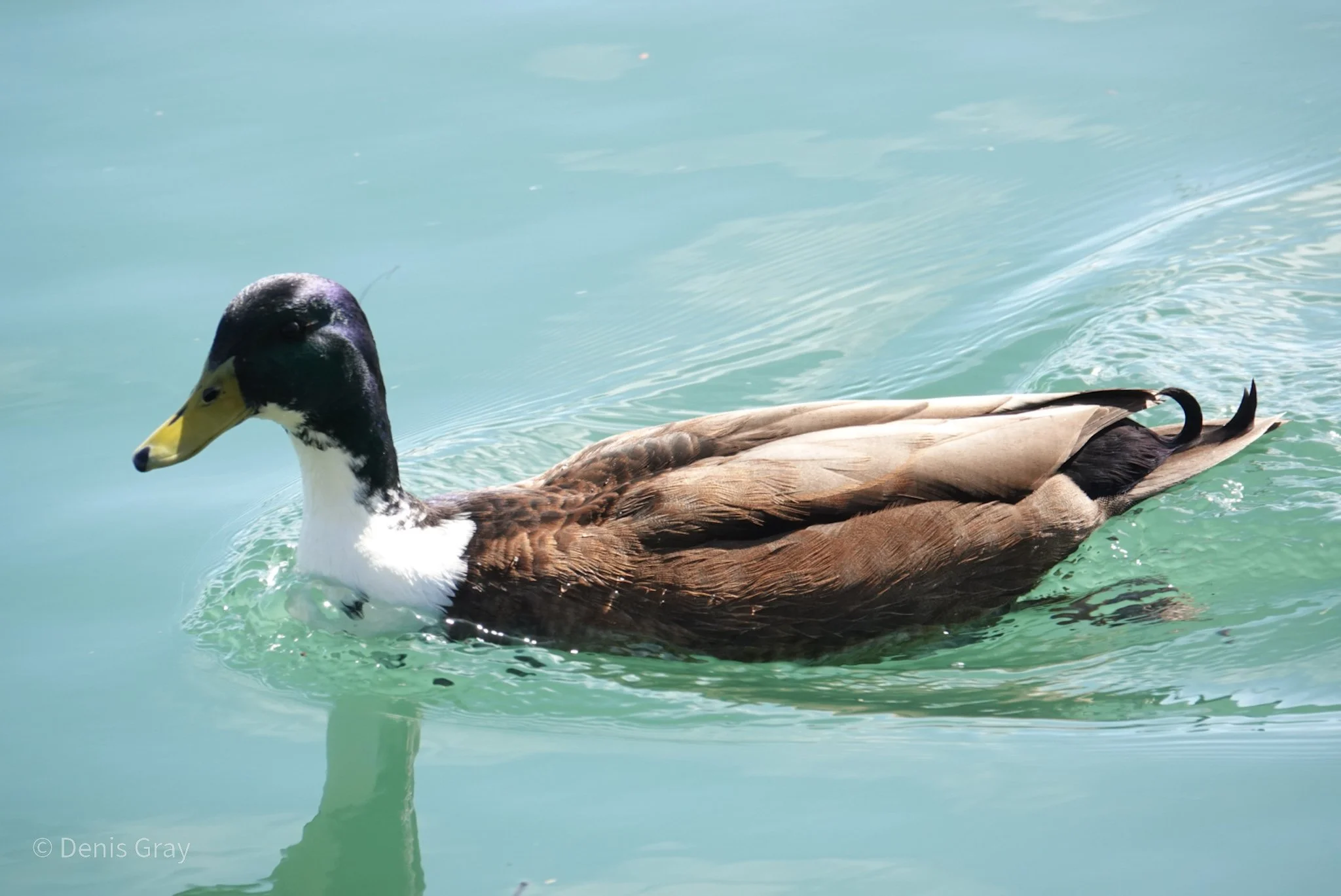 The unfortunately names "Manky" Mallard, a cross between a domestic duck and a wild Mallard. Waterfront, Toronto