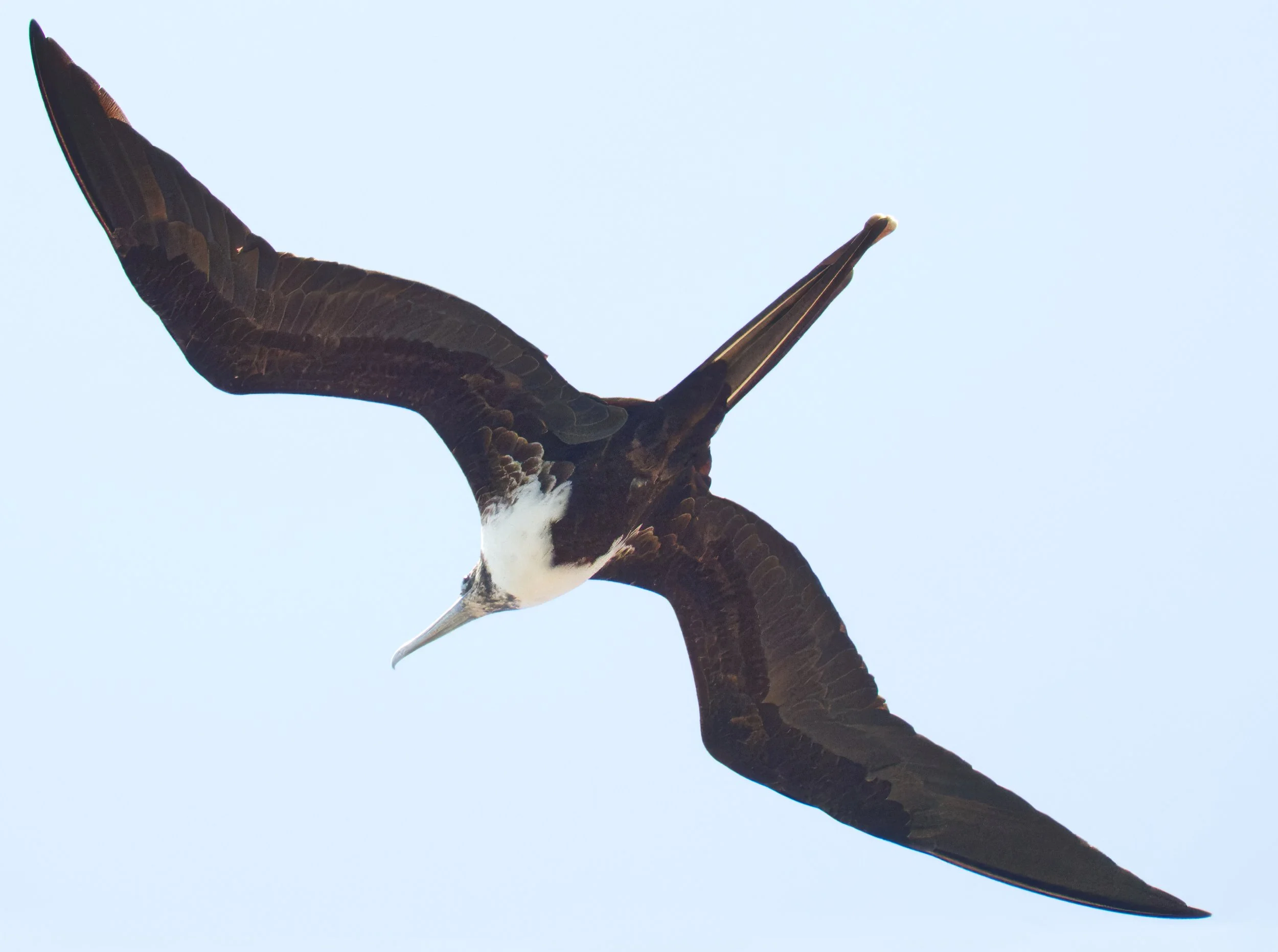 Great Frigate Bird, Hopkins, Belize