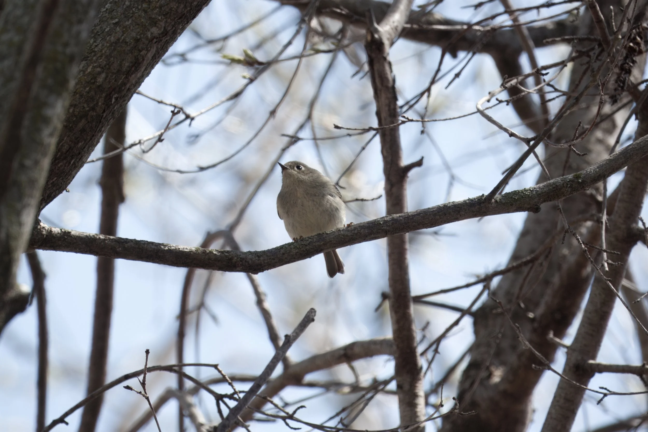 Ruby-crowned Kinglet