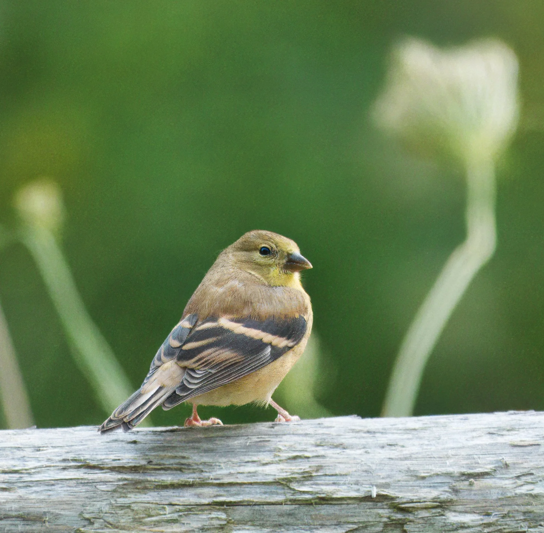 Imm. American Goldfinch