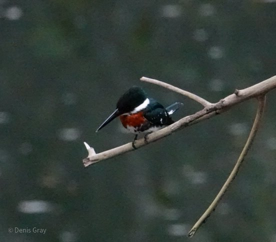 Green Kingfisher on the Macal River, Western Belize