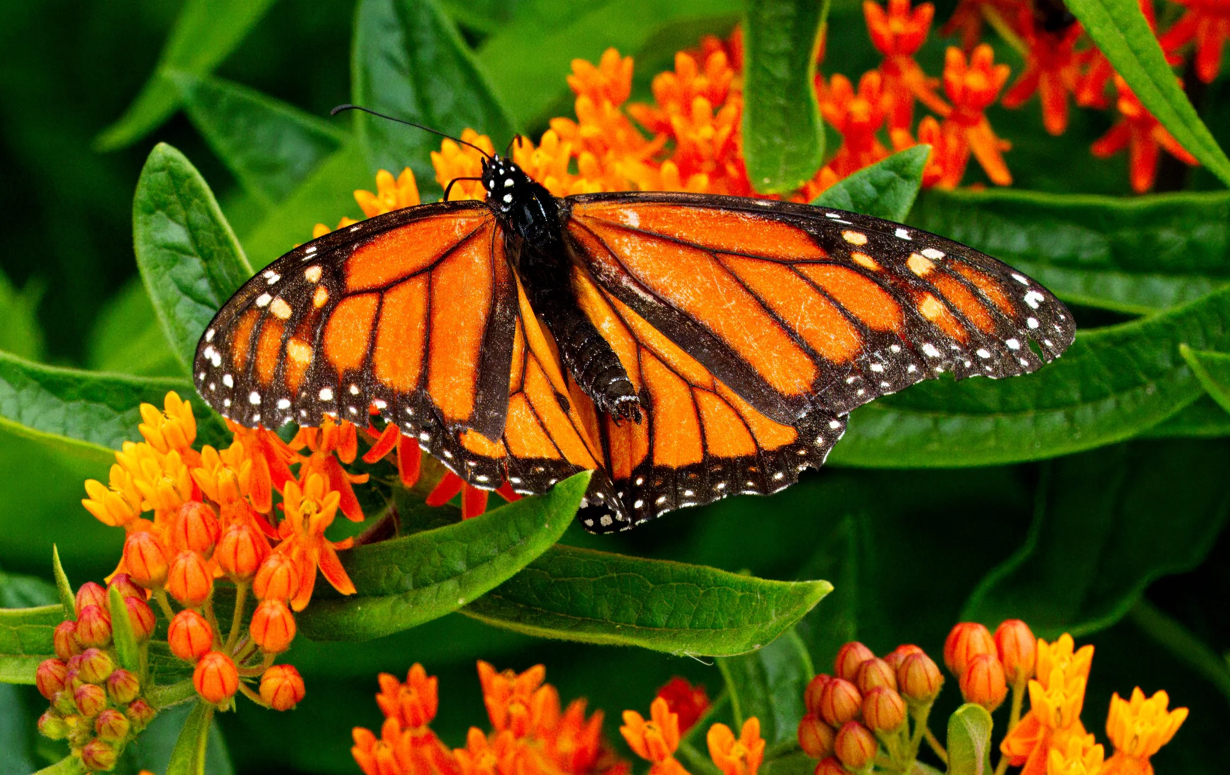  Monarch Butterfly