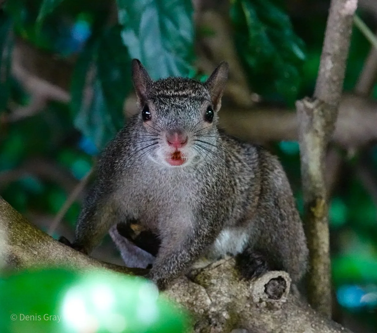 Yucatan Squirrel
