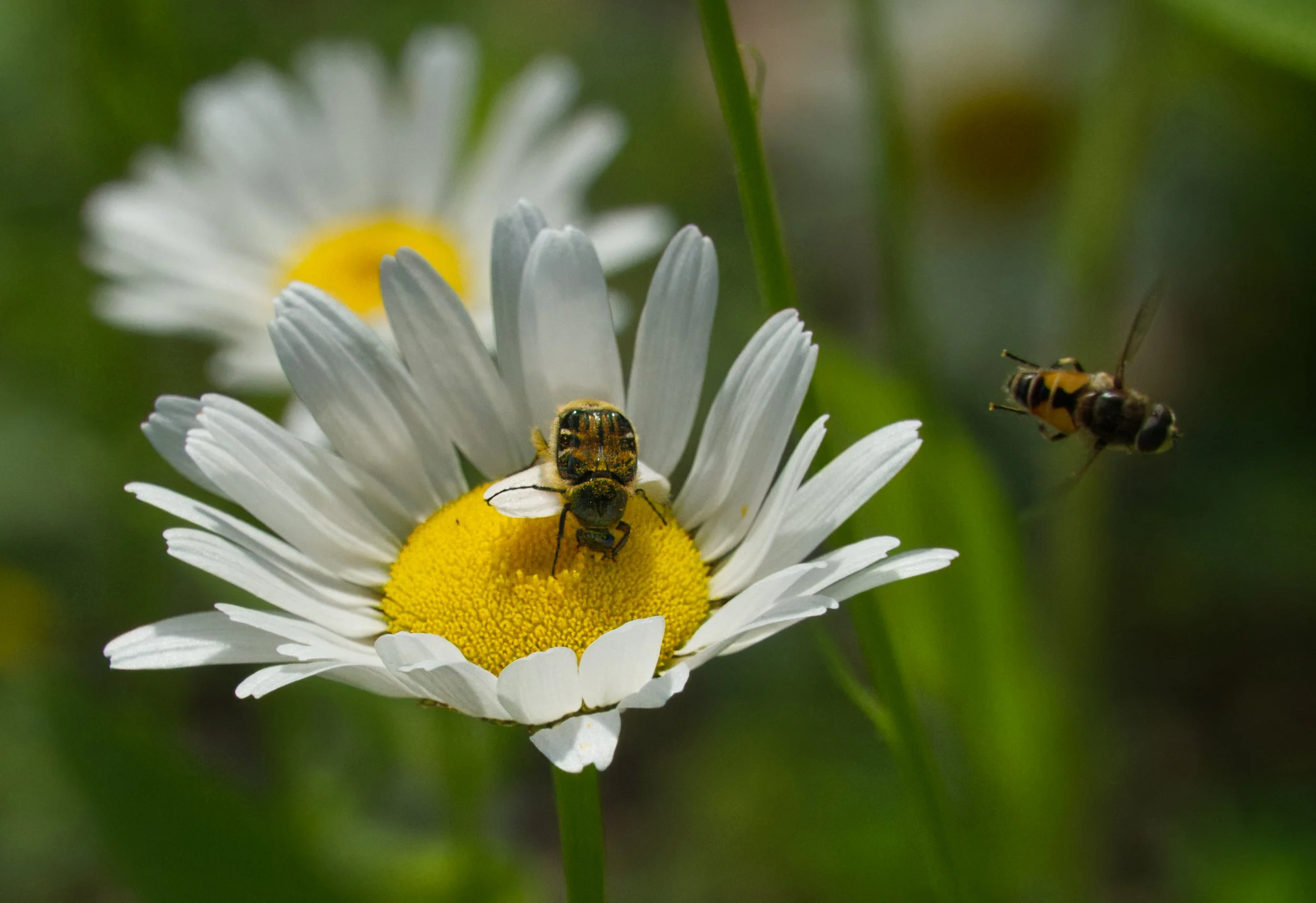 Hairy Flower Scarab Beetle and a Hoverfly