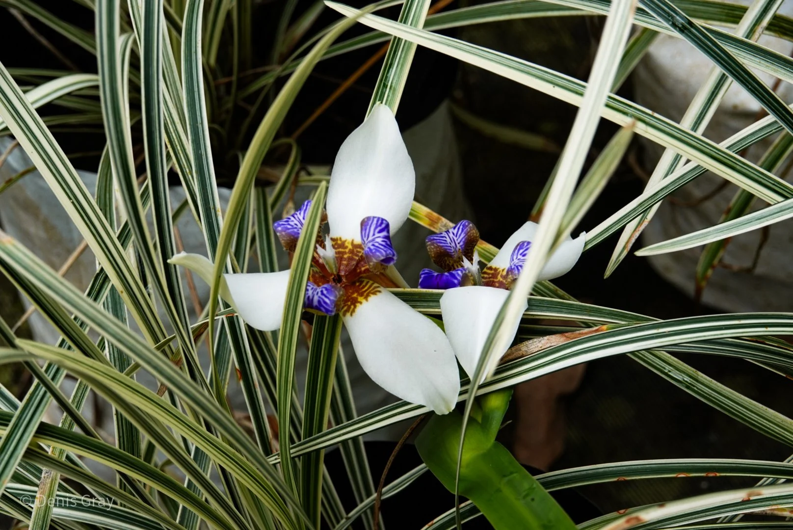 Walking Iris, Western Belize