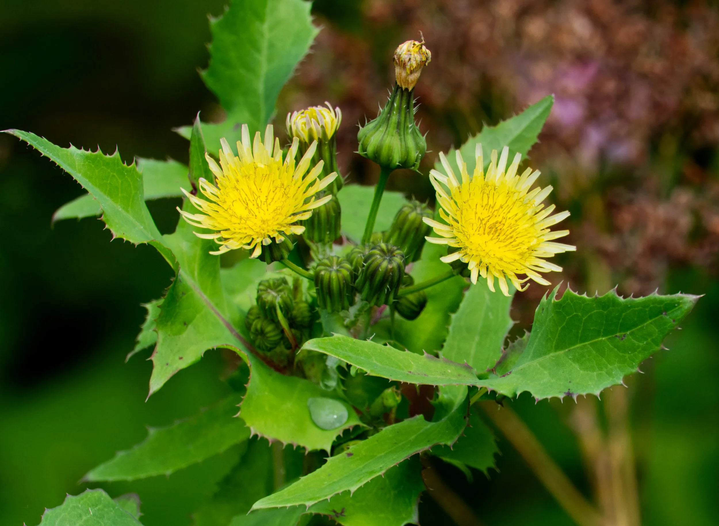 Thistle, Obelisk Walk, Blackrock, Dublin