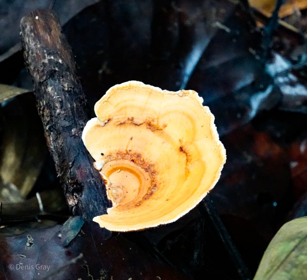 Turkey Tail Bracket Fungus, western Belize