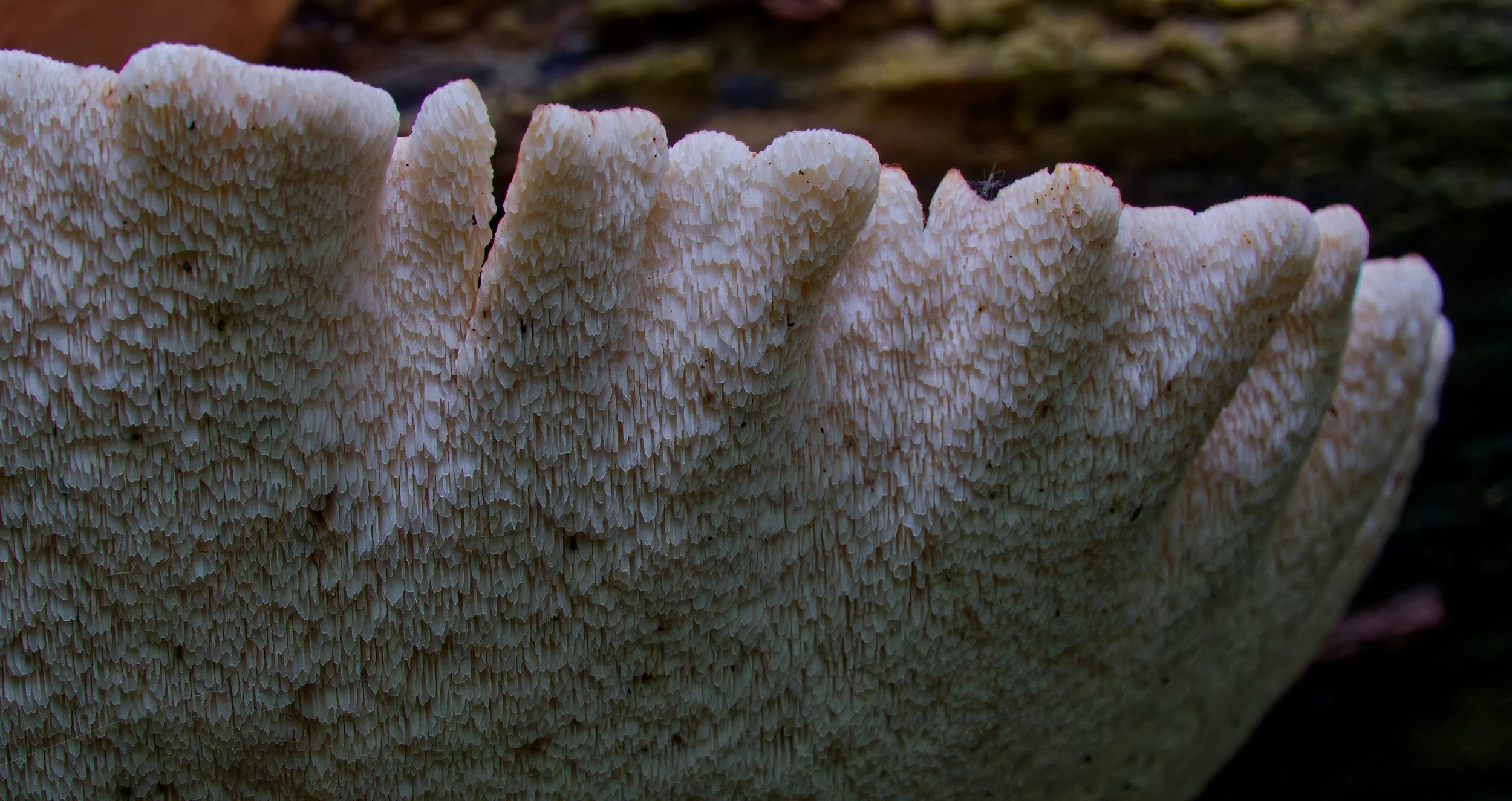 Lumpy Bracket Fungus