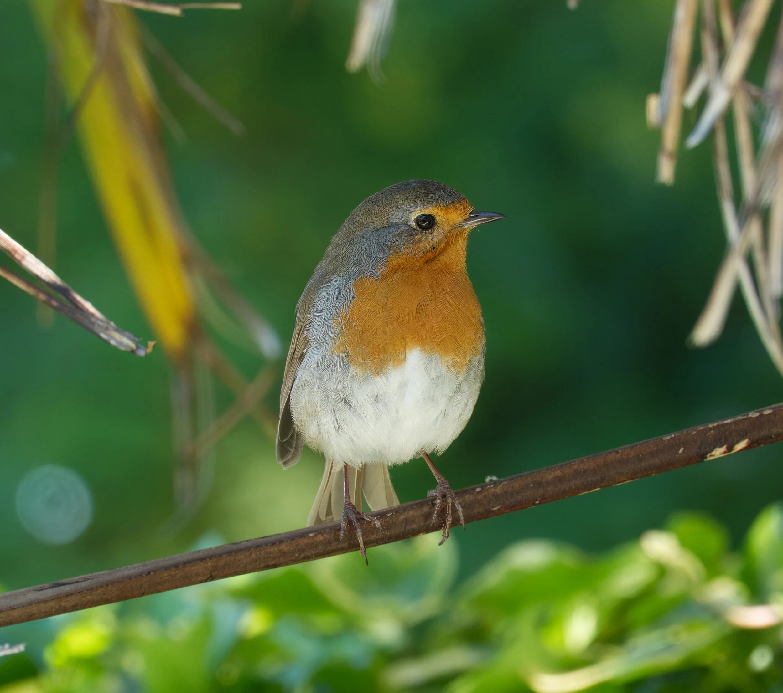 Eurasian Robin, Obelisk Walk, Blackrock, Dublin
