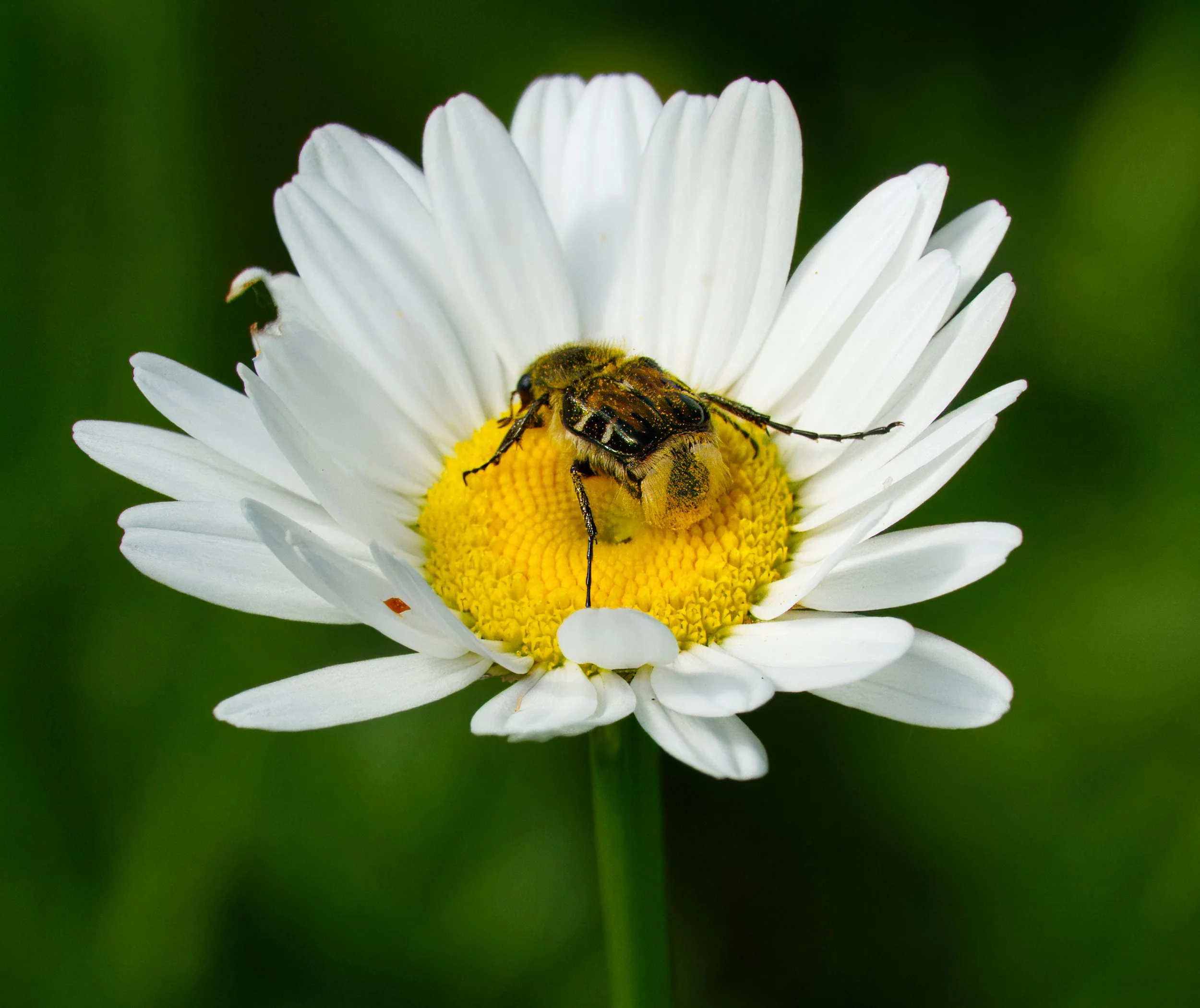Hairy Flower Scarab Beetle