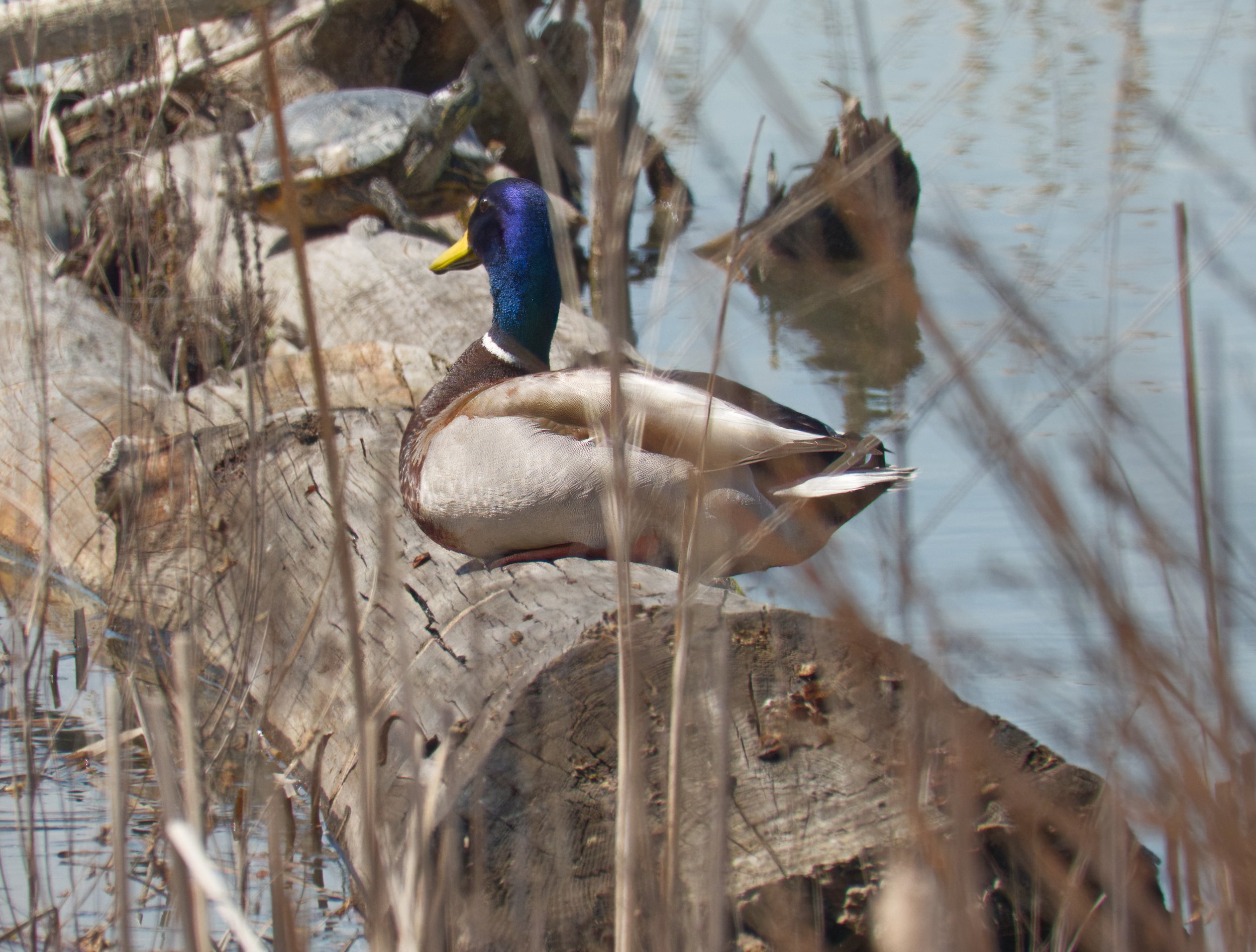 Mallard Male DSC05802.jpg
