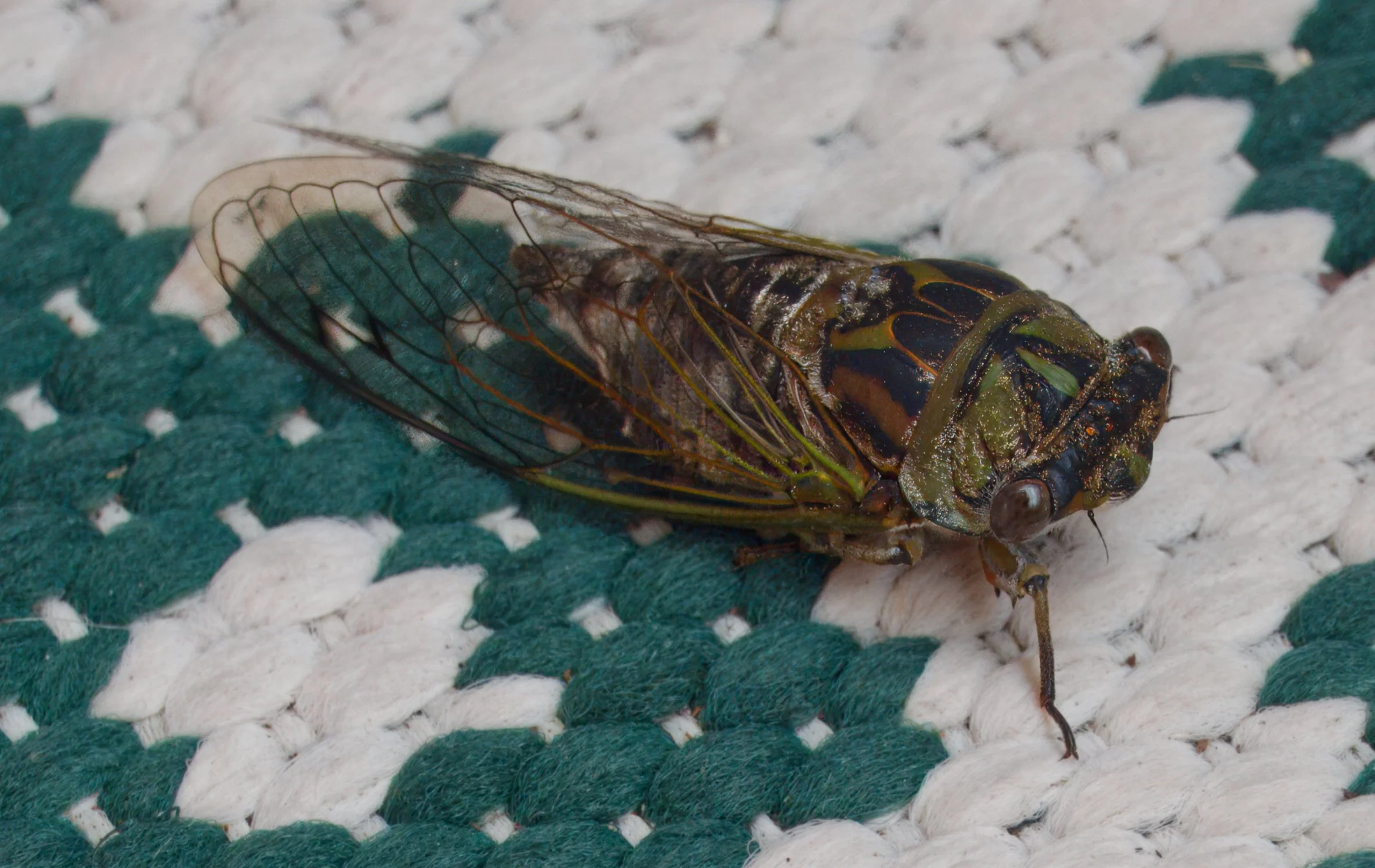 An Annual or Dog-day Cicada on the balcony, St. Clair, Toronto