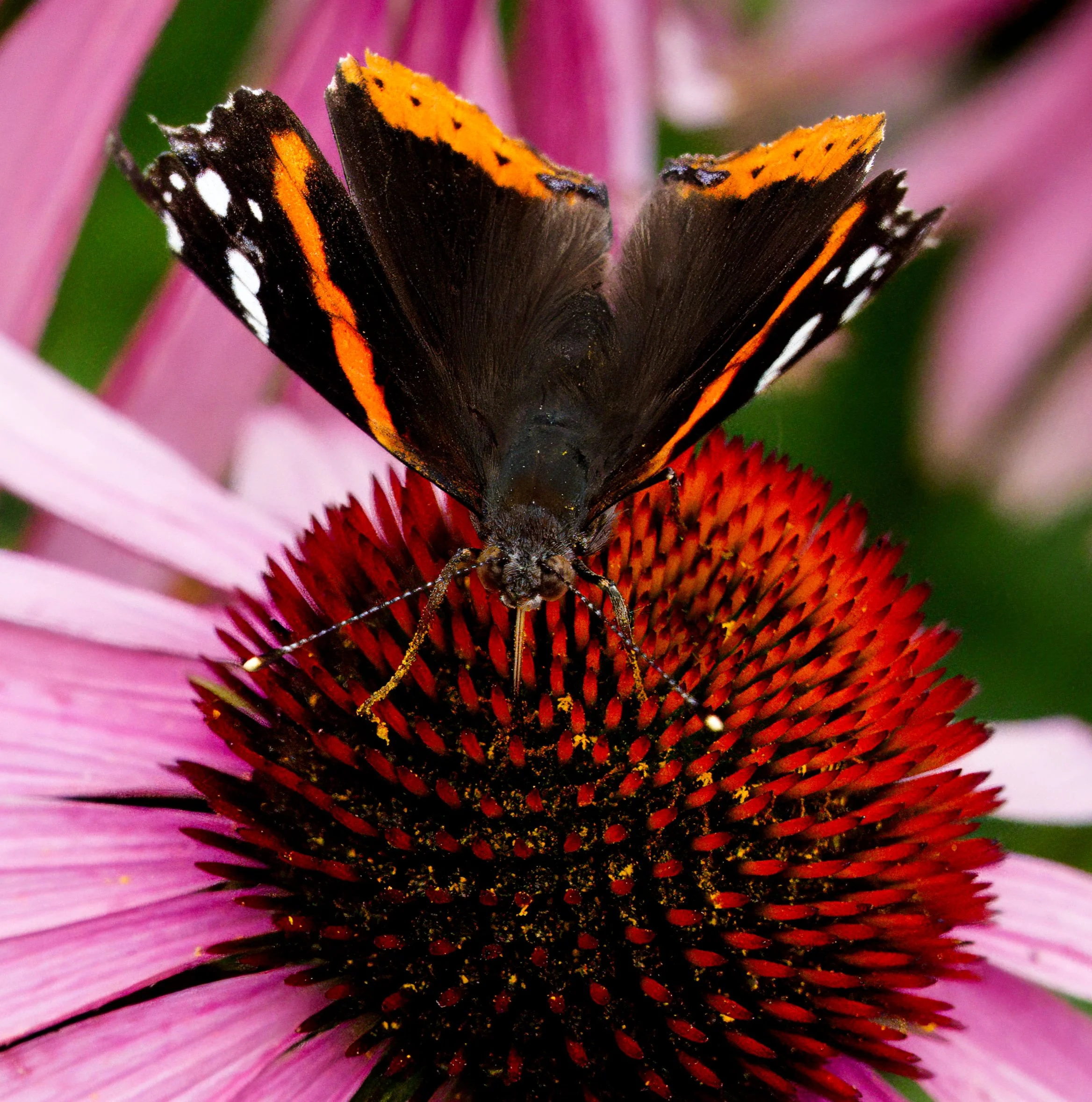 Red Admiral Butterfly on Echinacea