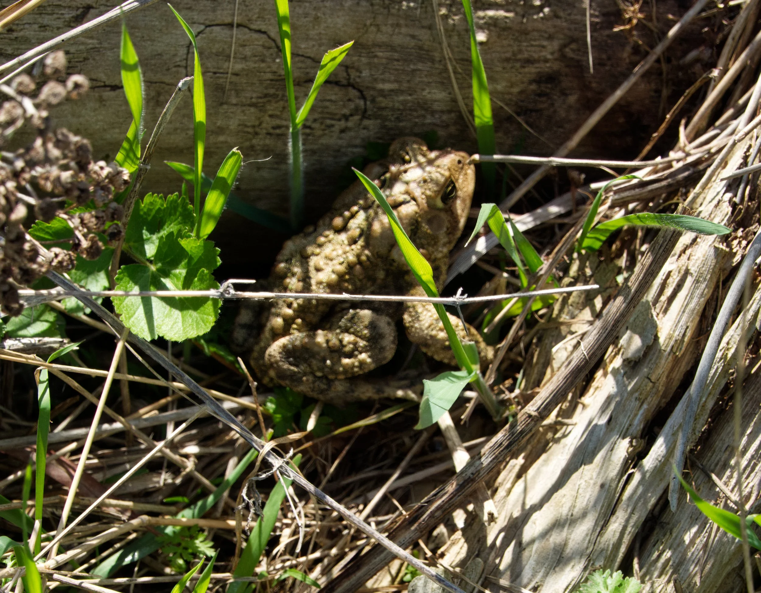American Toad, Tommy Thompson Park, Toronto