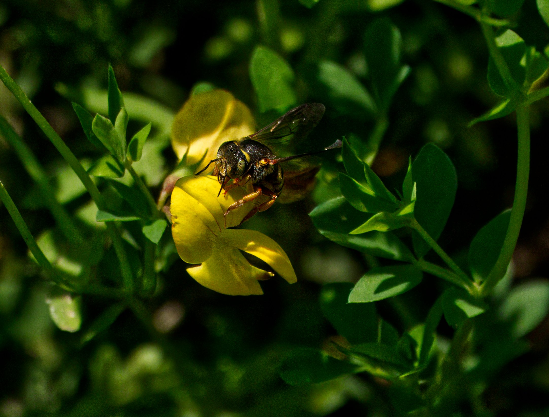 Ravine Bee Aug 13  DSC08036.jpg